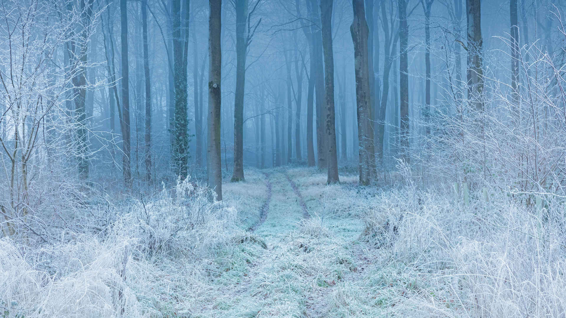 冬季森林树道路自然风景4k壁纸3840x2160