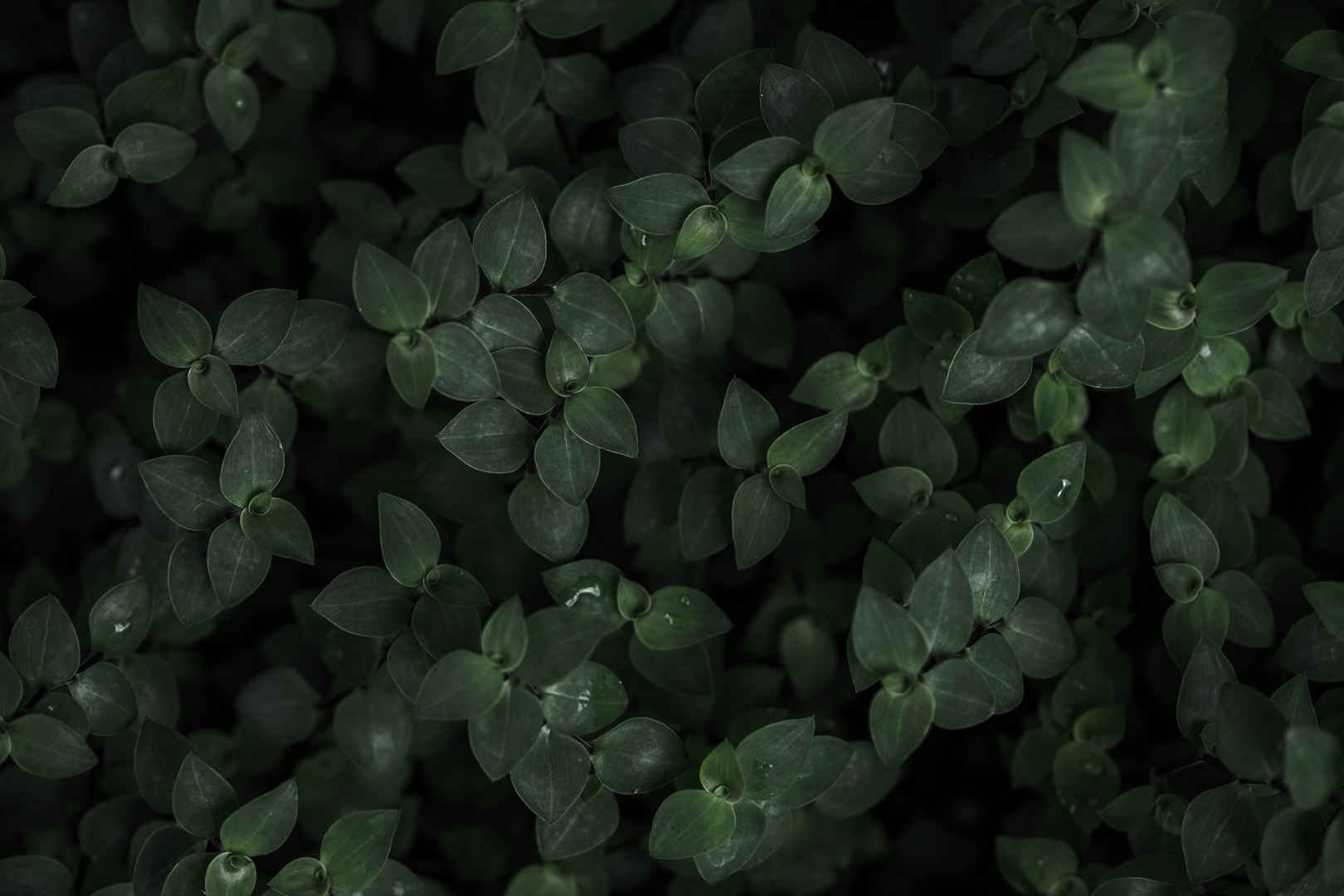深色植物背景图片5k高清图片-