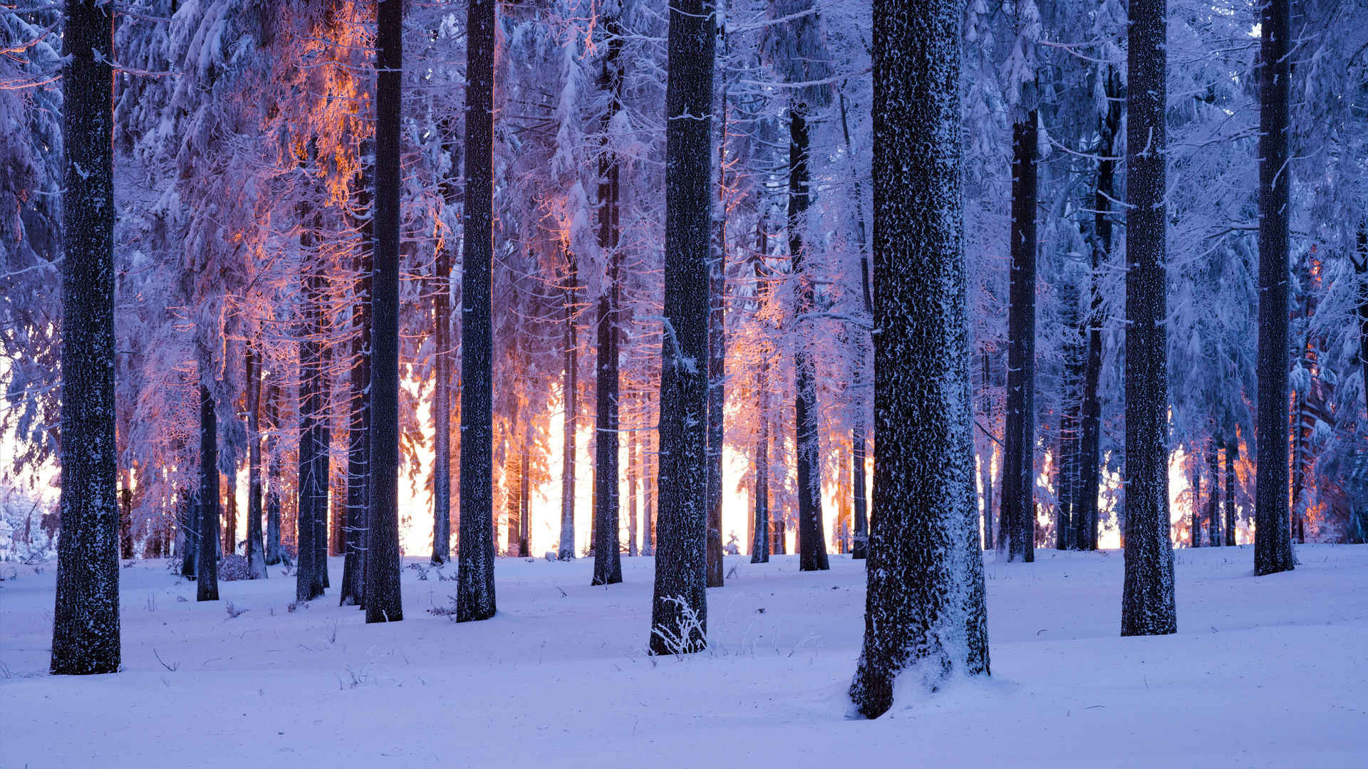 雪域 挪威 云杉 森林 日落4k风景壁纸3840x2160-