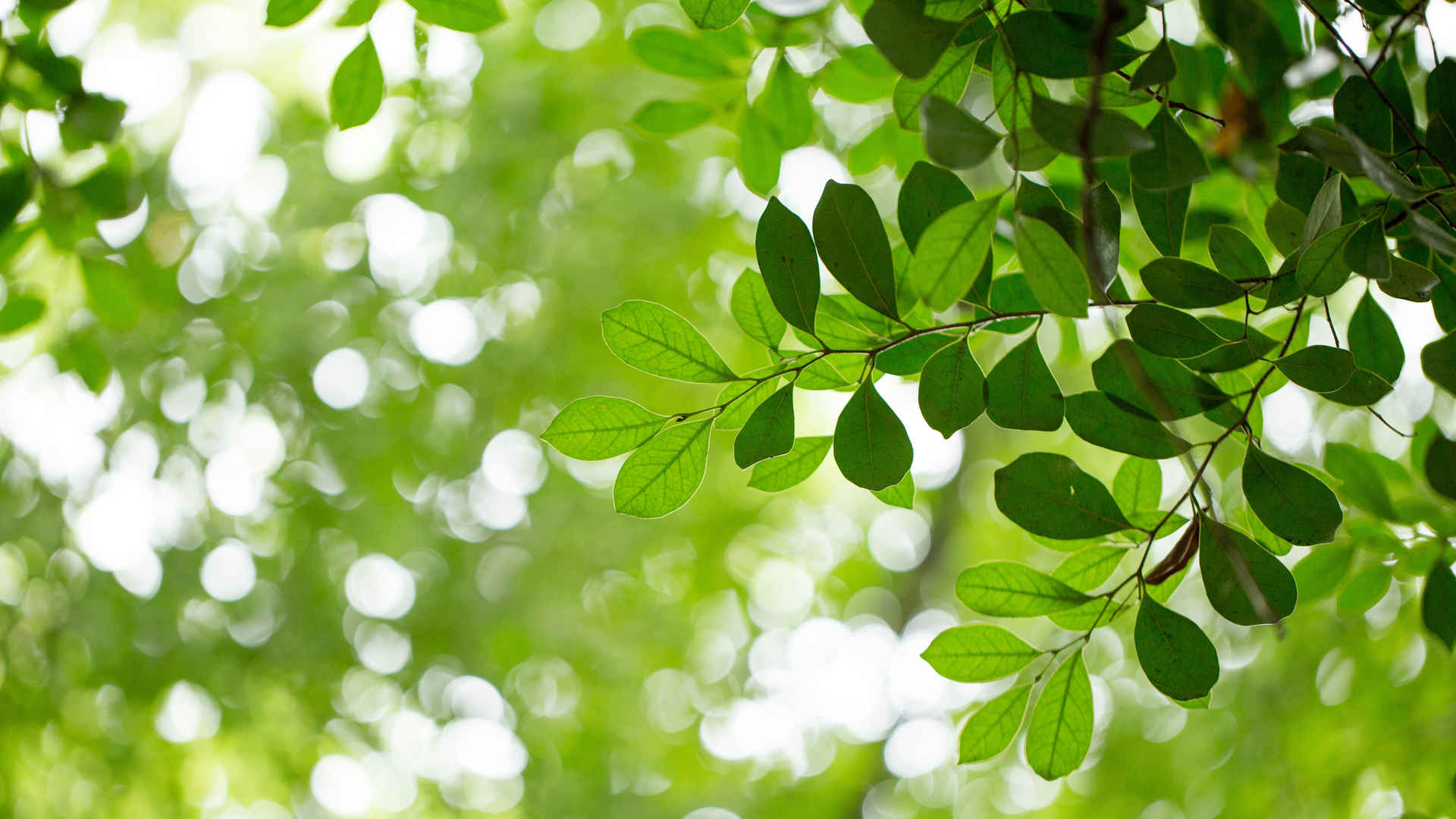 自然绿色树叶背景护眼4k高清壁纸3840x2160
