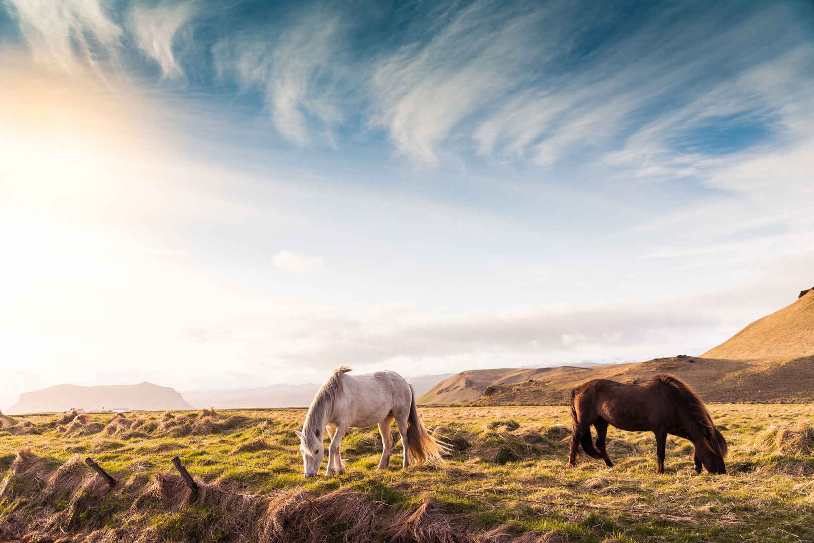 冰岛美丽的马4k壁纸