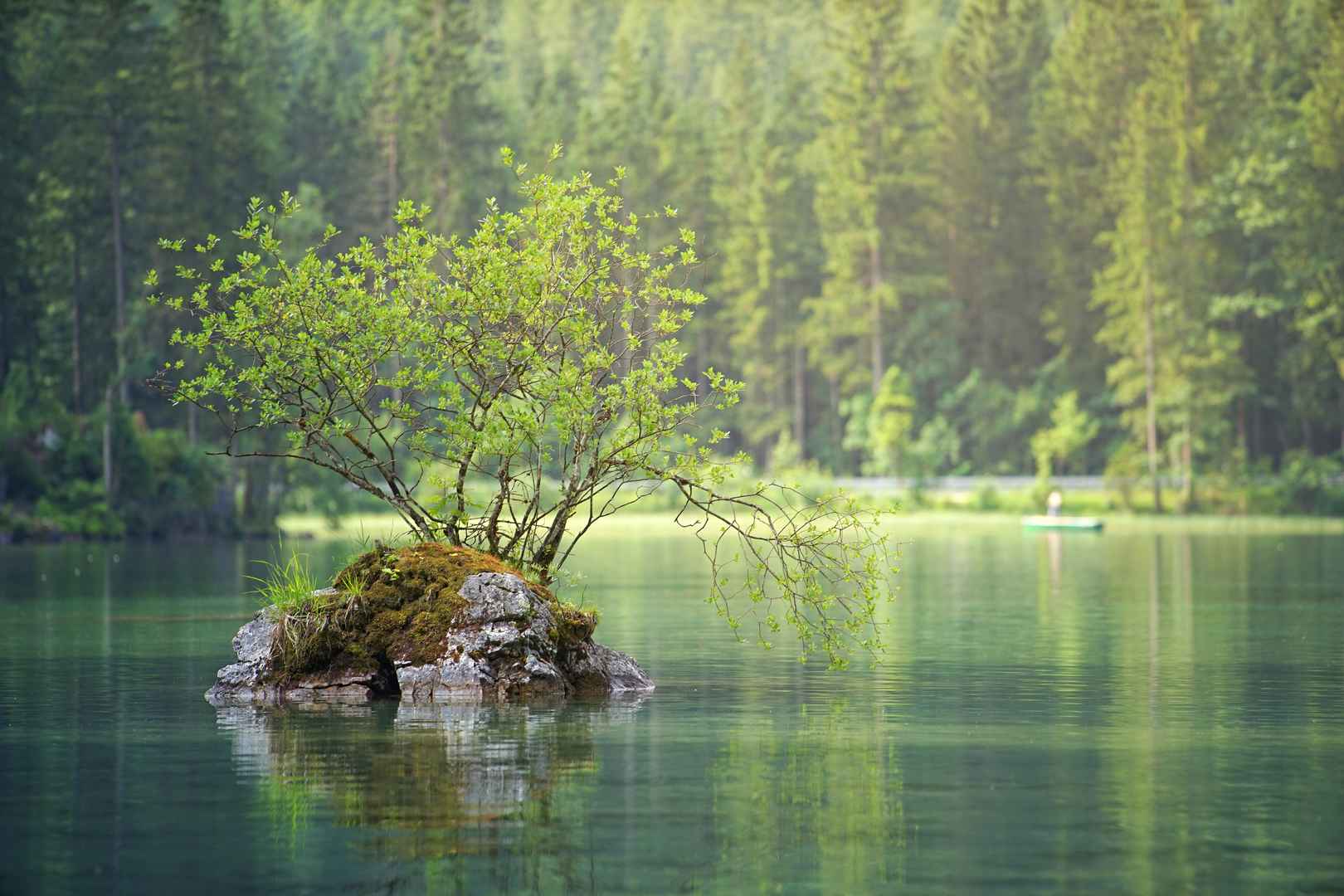 湖心石头上小树6k图片
