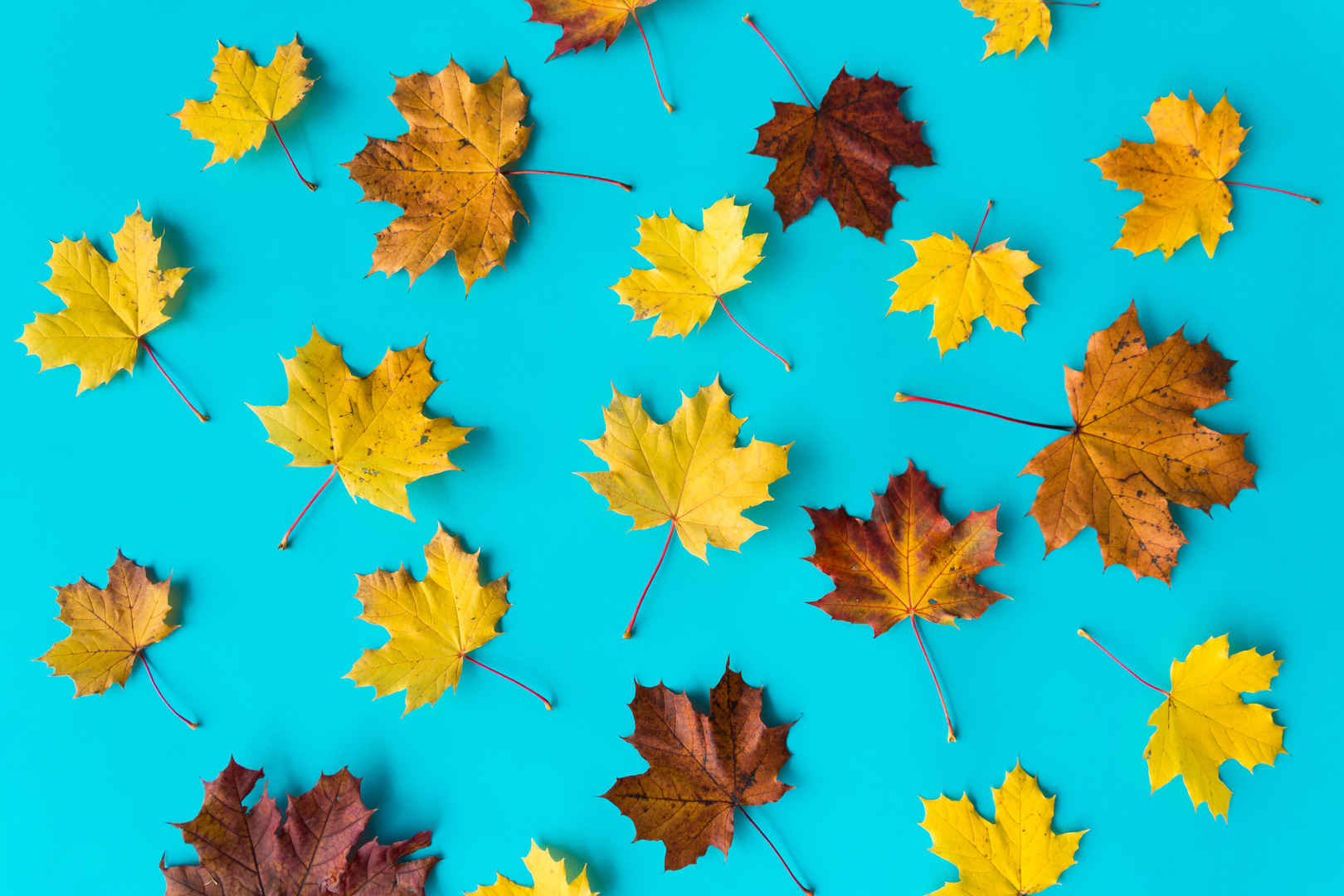 蓝色背景下的秋季树叶4k图片