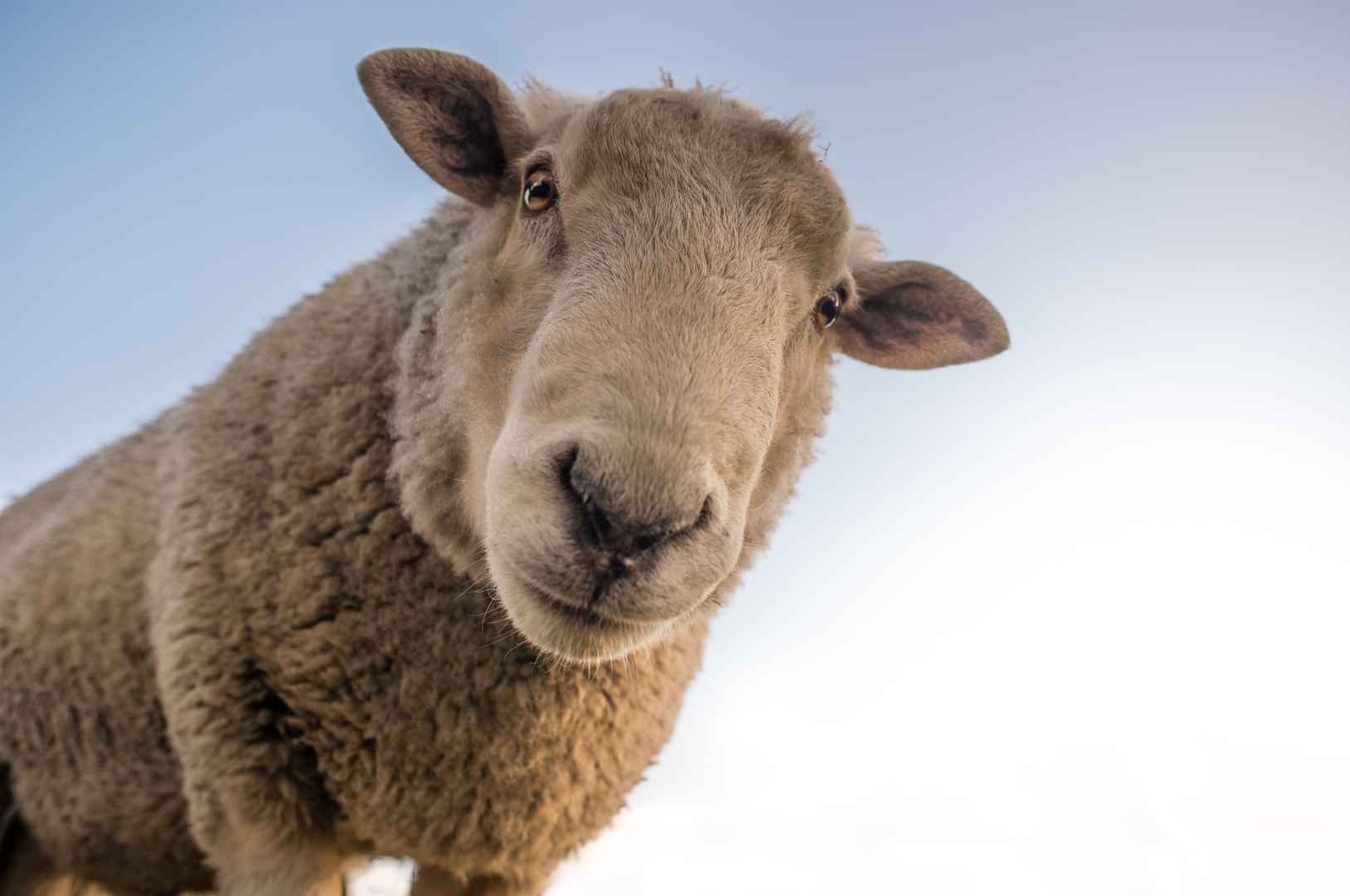 绵羊 好奇 农场 动物 农村 牧场 6k壁纸-