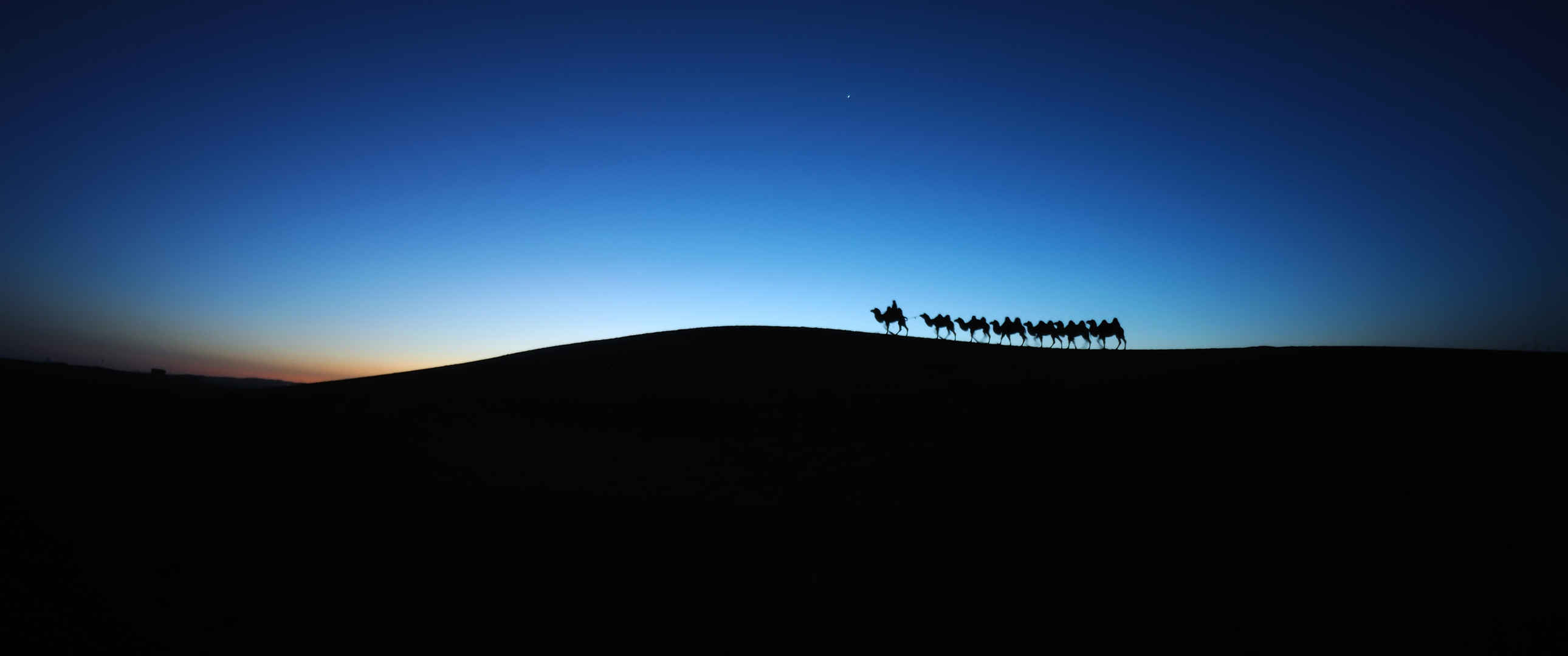沙漠黎明骆驼车队3440x1440壁纸-