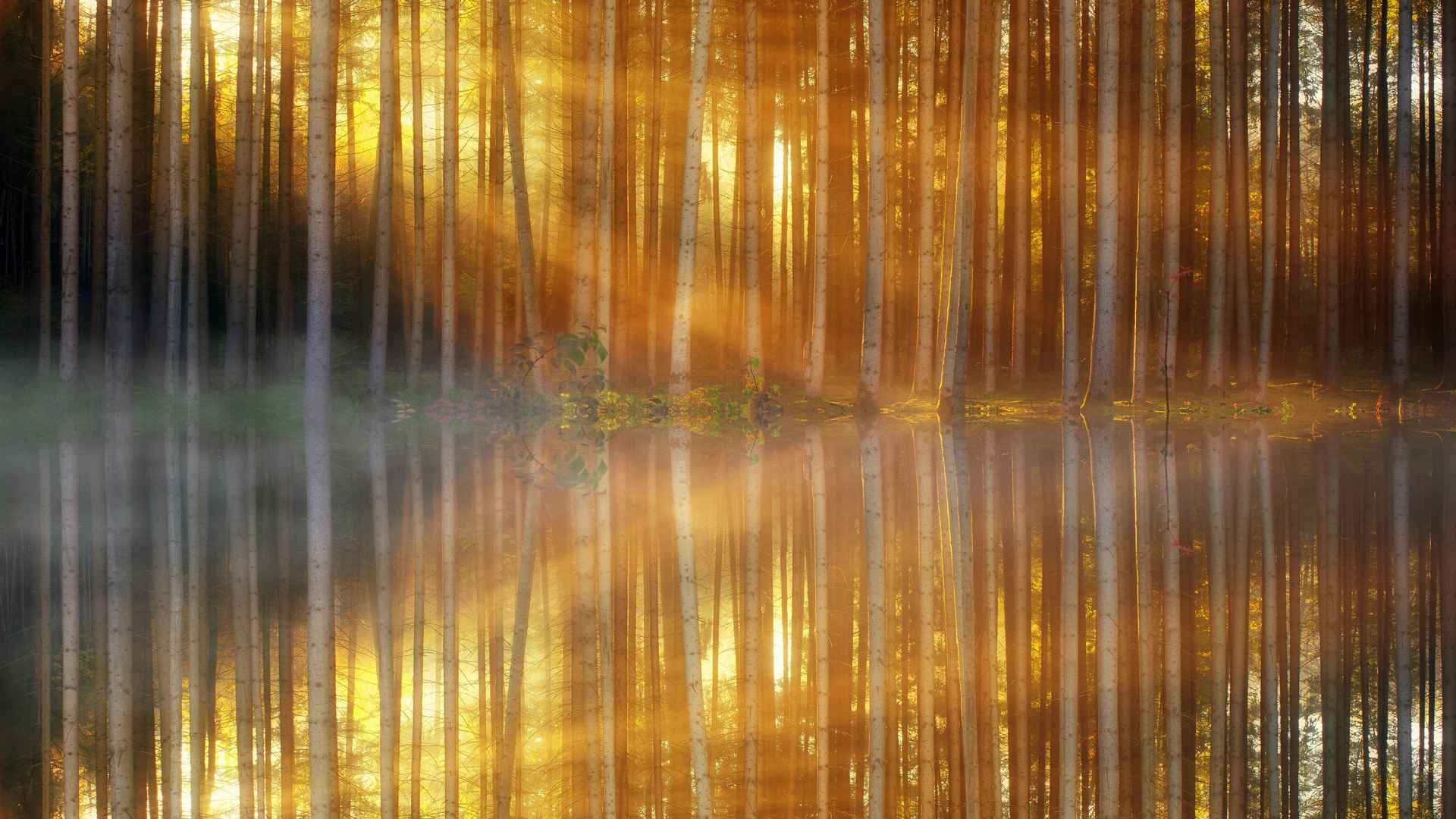森林光照 树木 湖泊 倒影6k风景壁纸-
