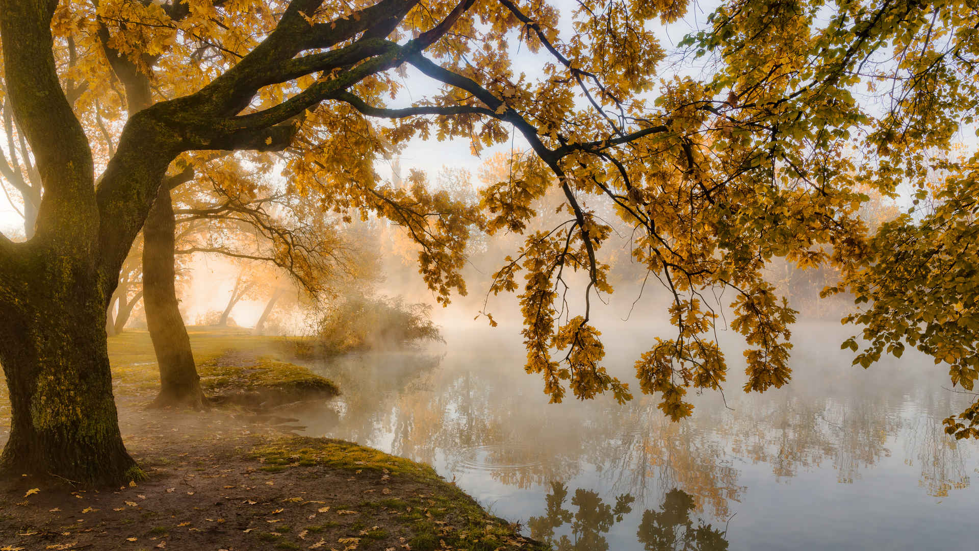 秋天的早晨 晨雾 黄叶 4k风景壁纸3840x2160-