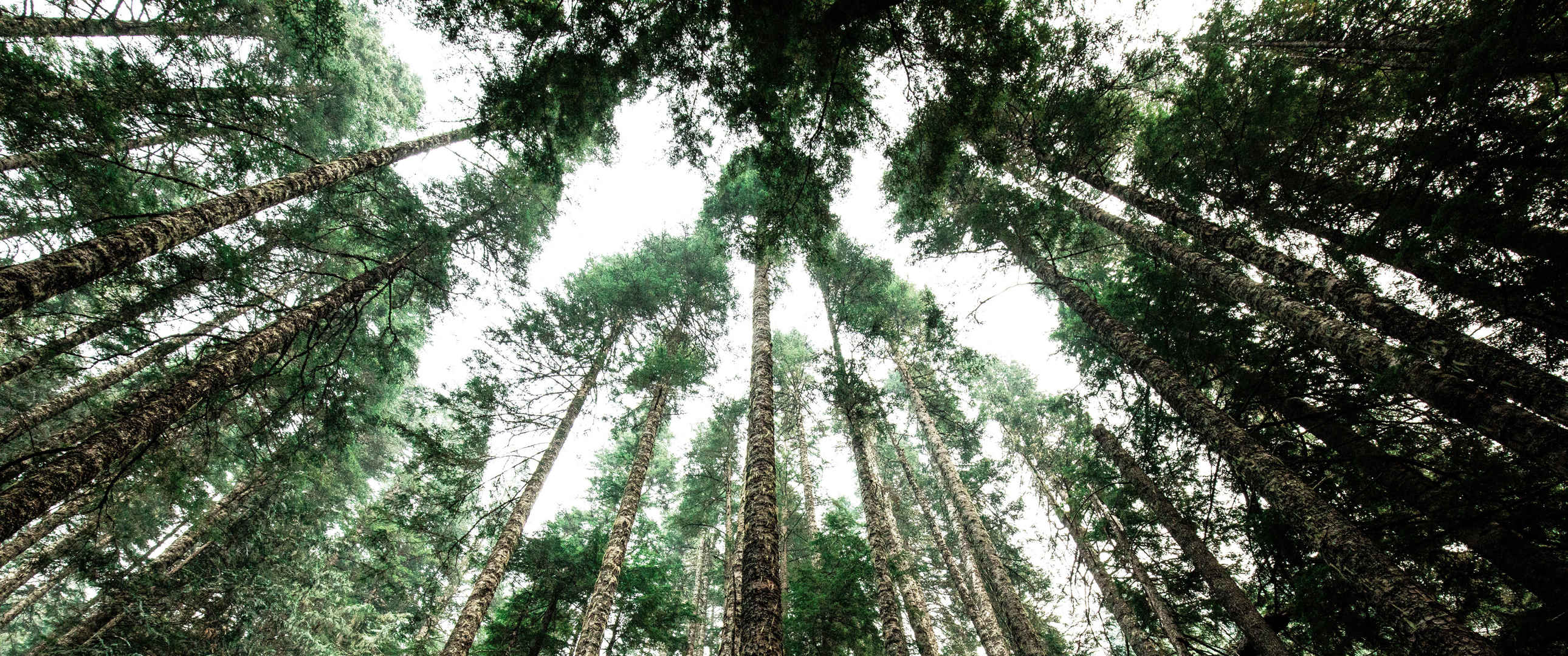 原始森林绿色高大树木3440x1440风景壁纸-