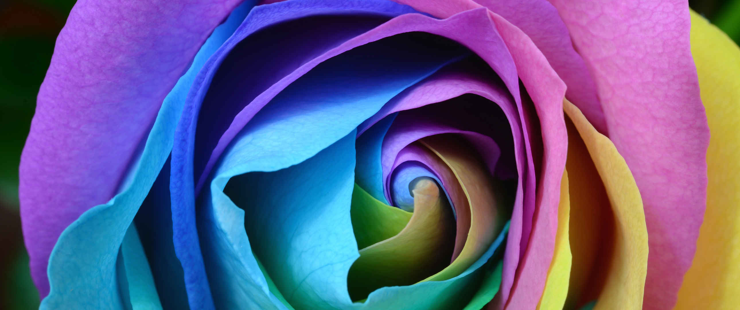 彩色多彩的玫瑰3440x1440壁纸-