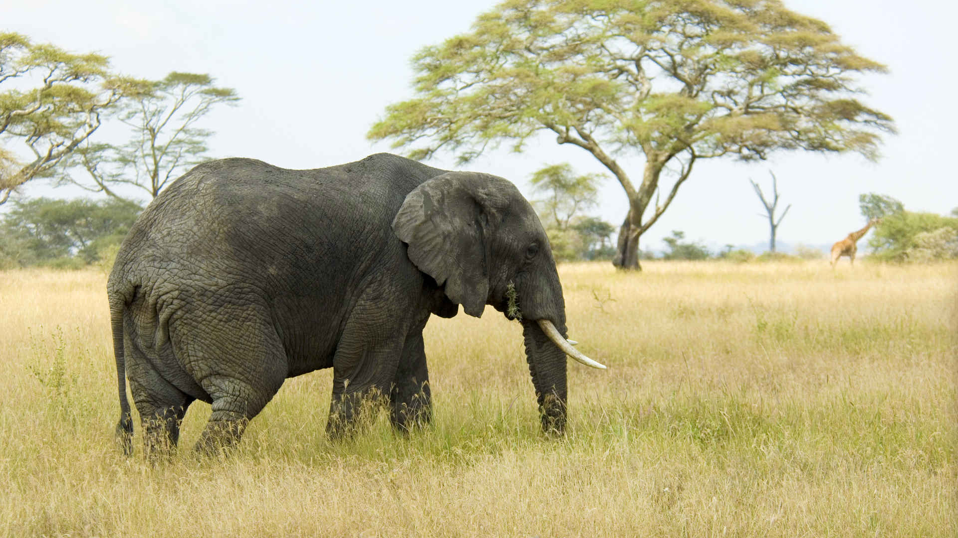 非洲草原大象4k壁纸