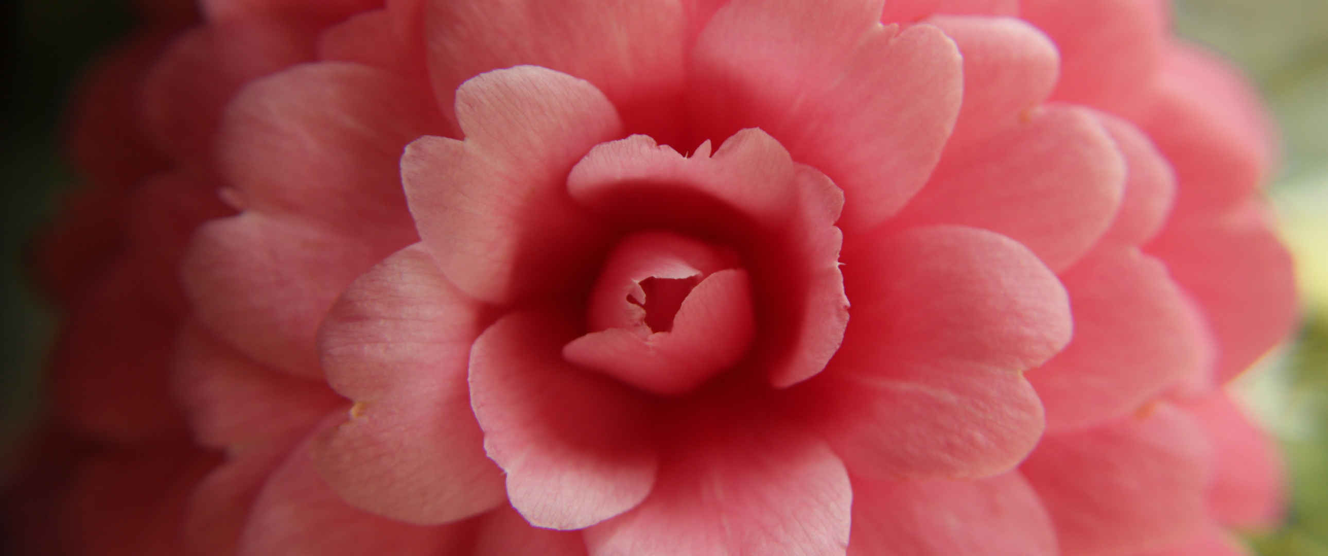 自然之美 粉色花瓣3440x1440图片