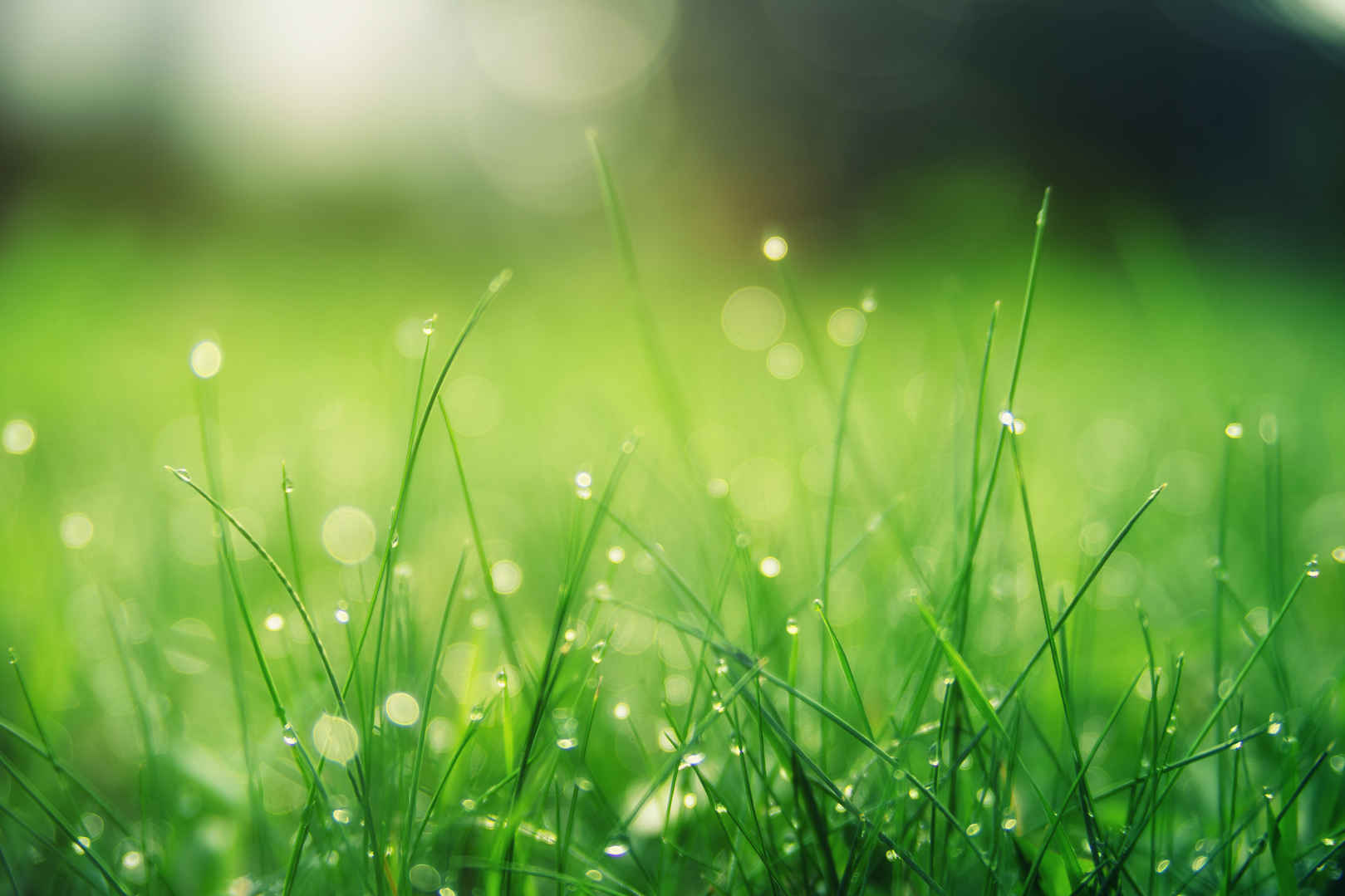 绿色草地 夏 太阳 护眼4k图片