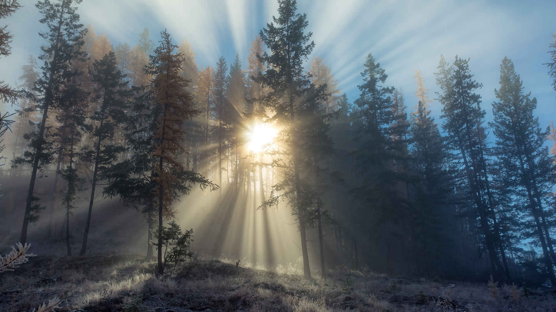 金伯利北极星山 阳光穿过树林4k风景壁纸