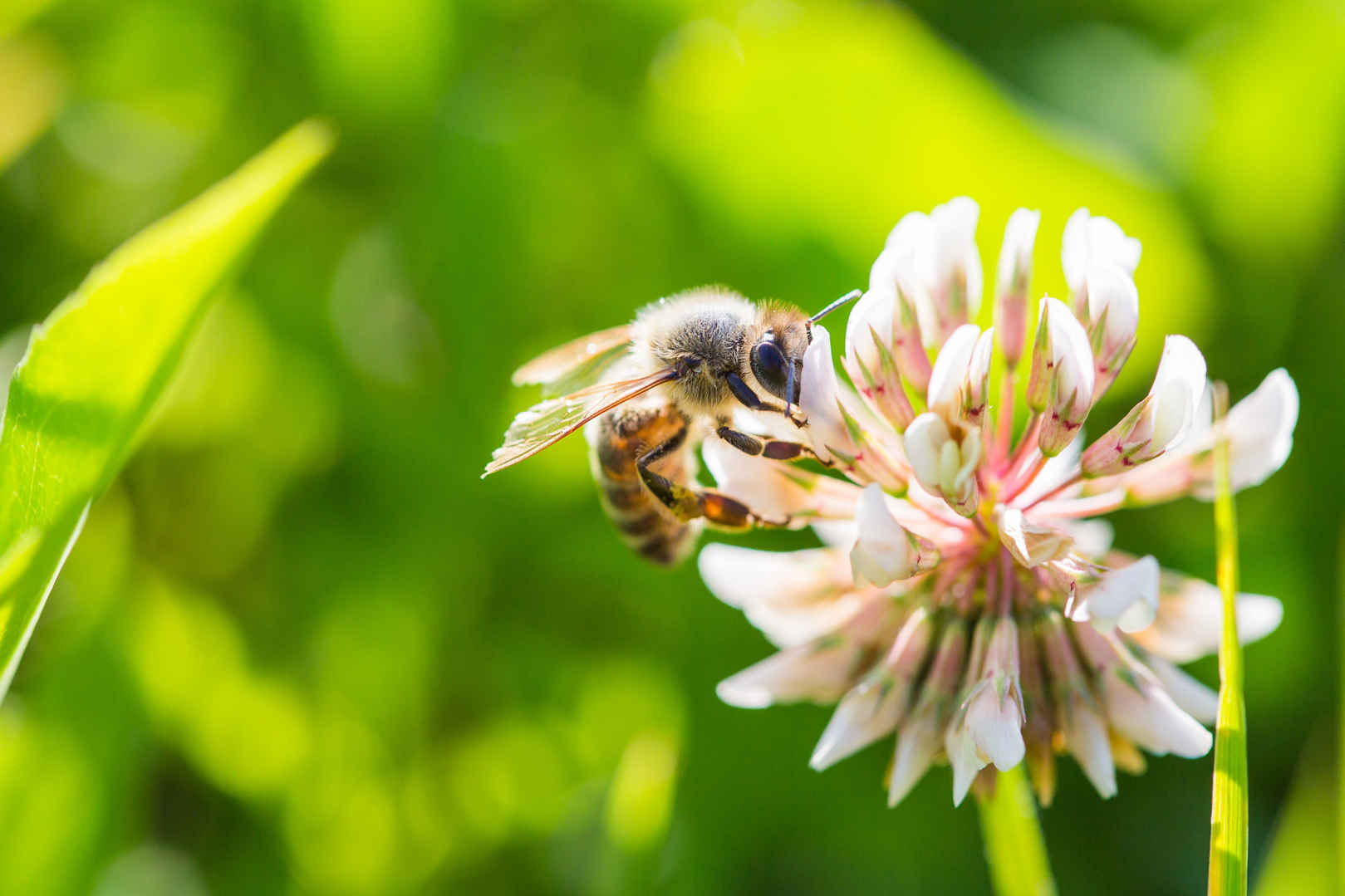 蜜蜂 鲜花 绿色植物 4k高清图片
