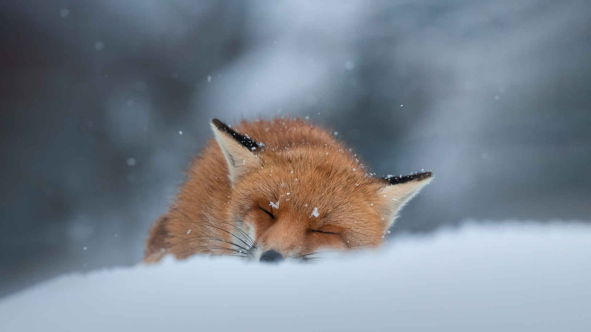 冬天睡在雪地里的赤狐4k动物壁纸