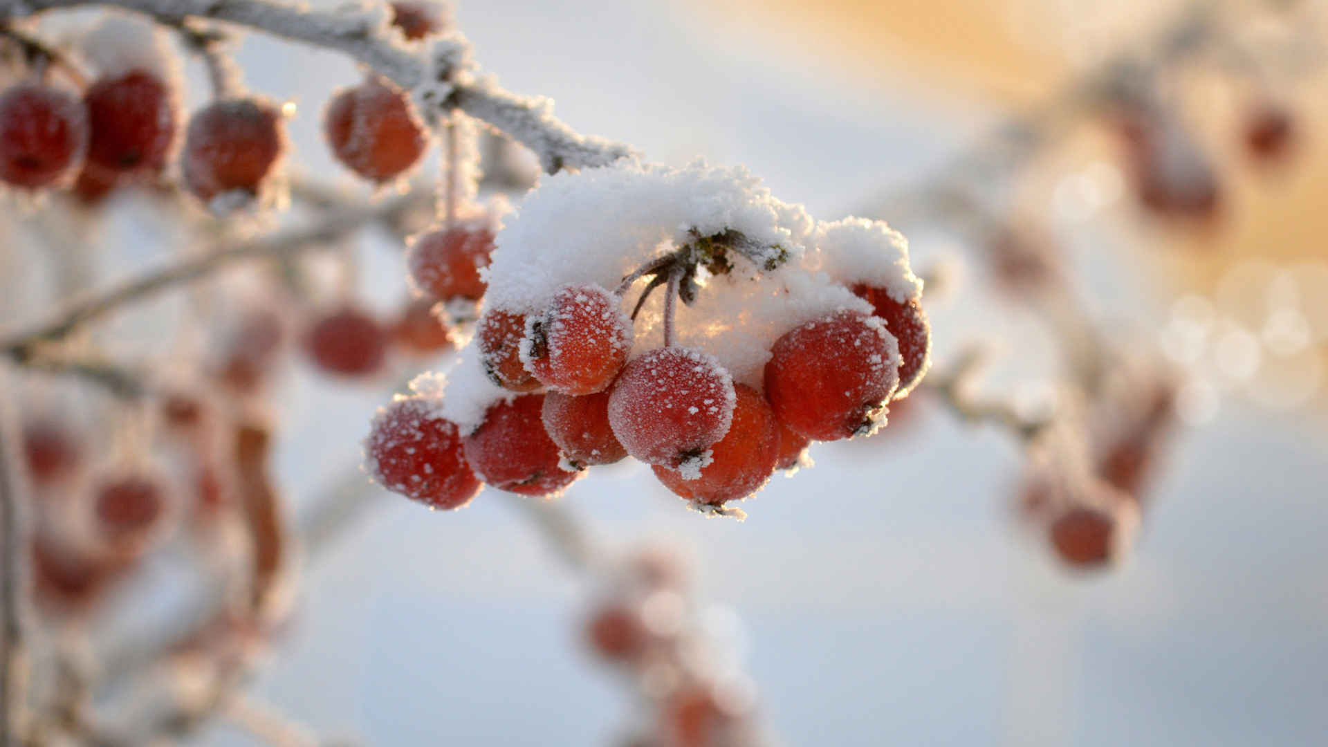 冬天 红色果实 冬季 4k壁纸图片