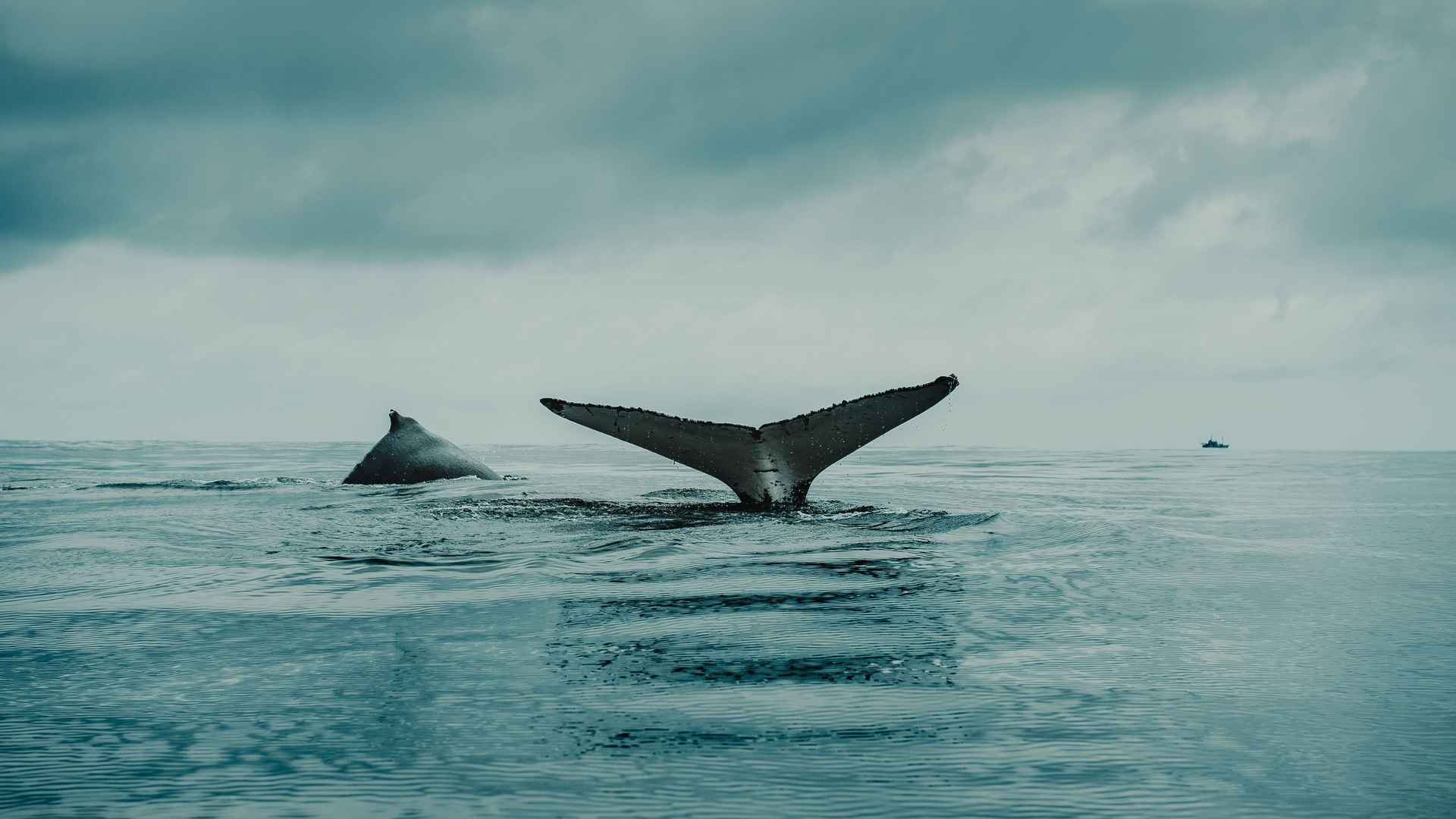 航拍大海鲸鱼壁纸