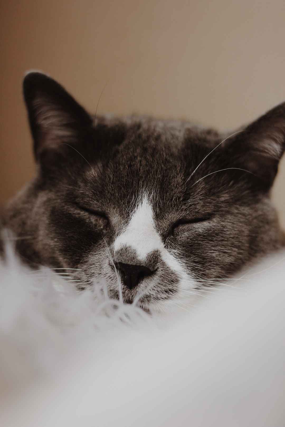 猫咪正在睡觉手机壁纸
