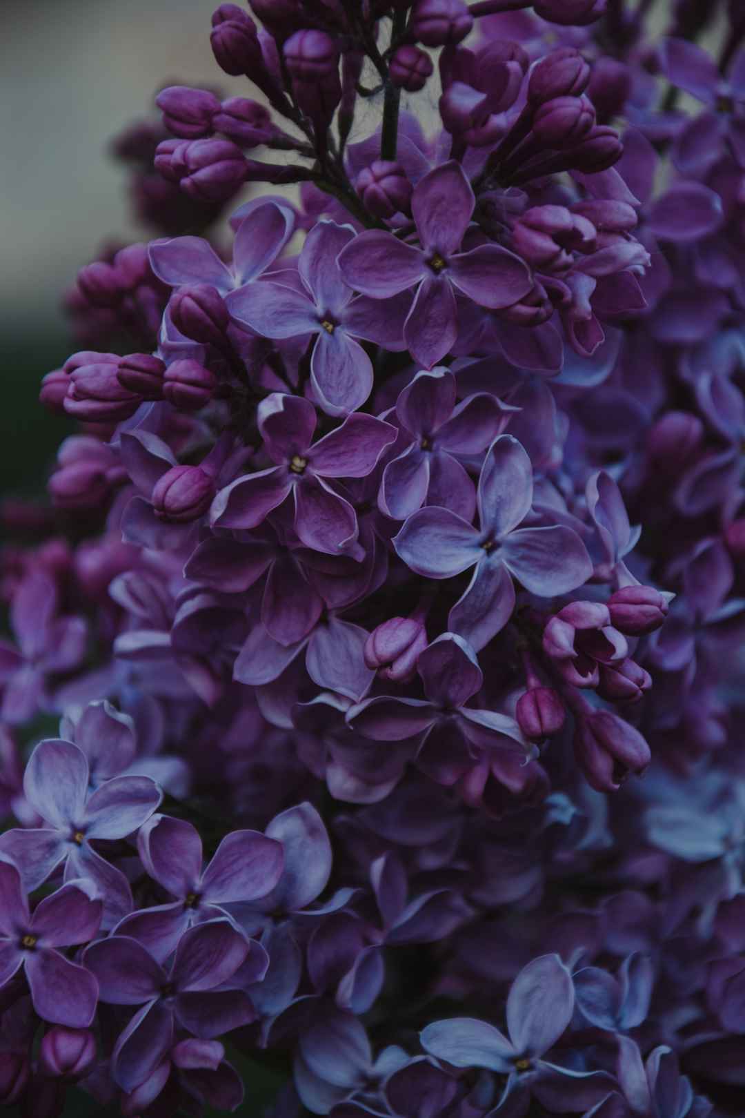 紫丁香花局部特写手机壁纸