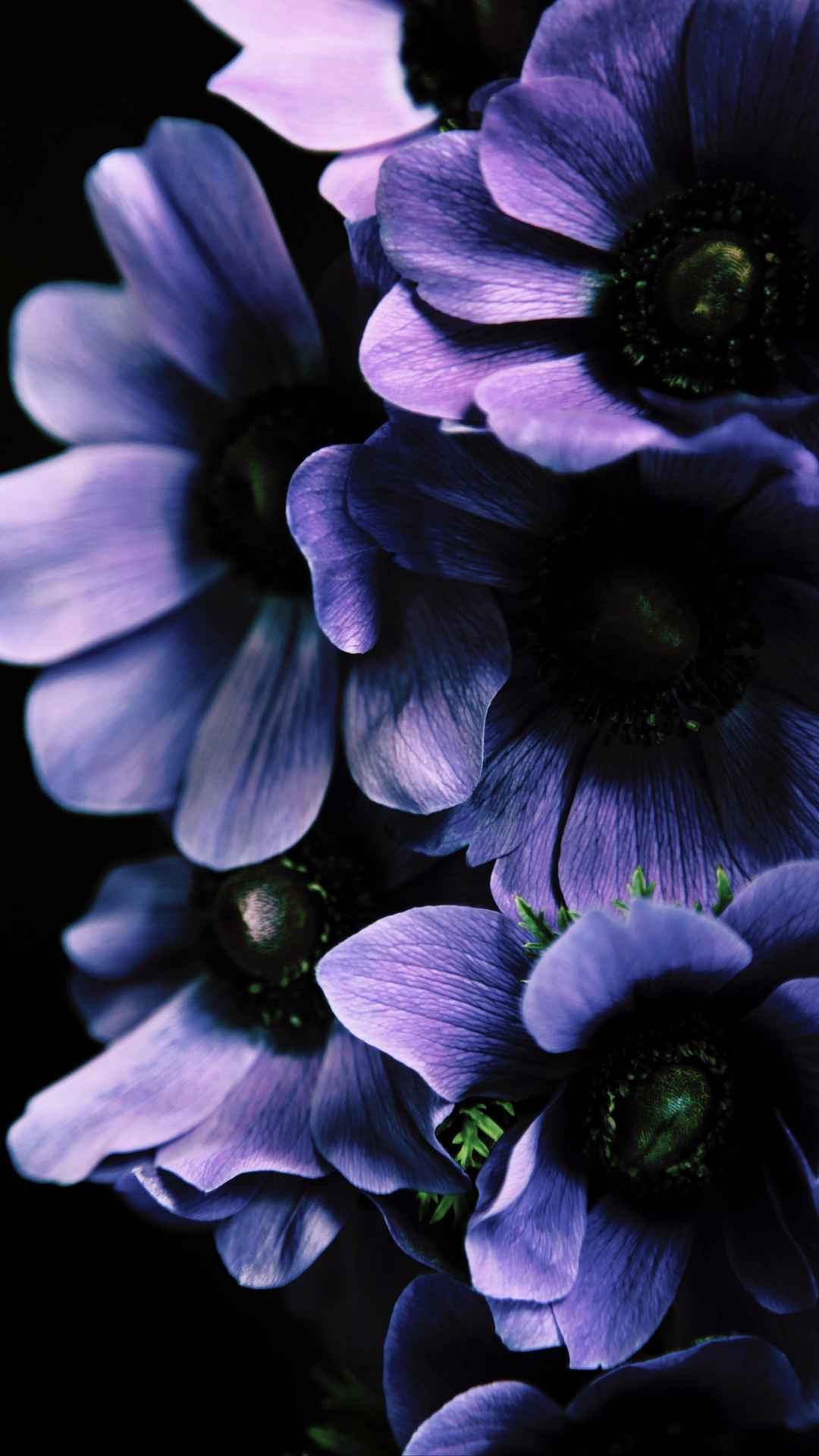 近拍紫色花朵手机壁纸