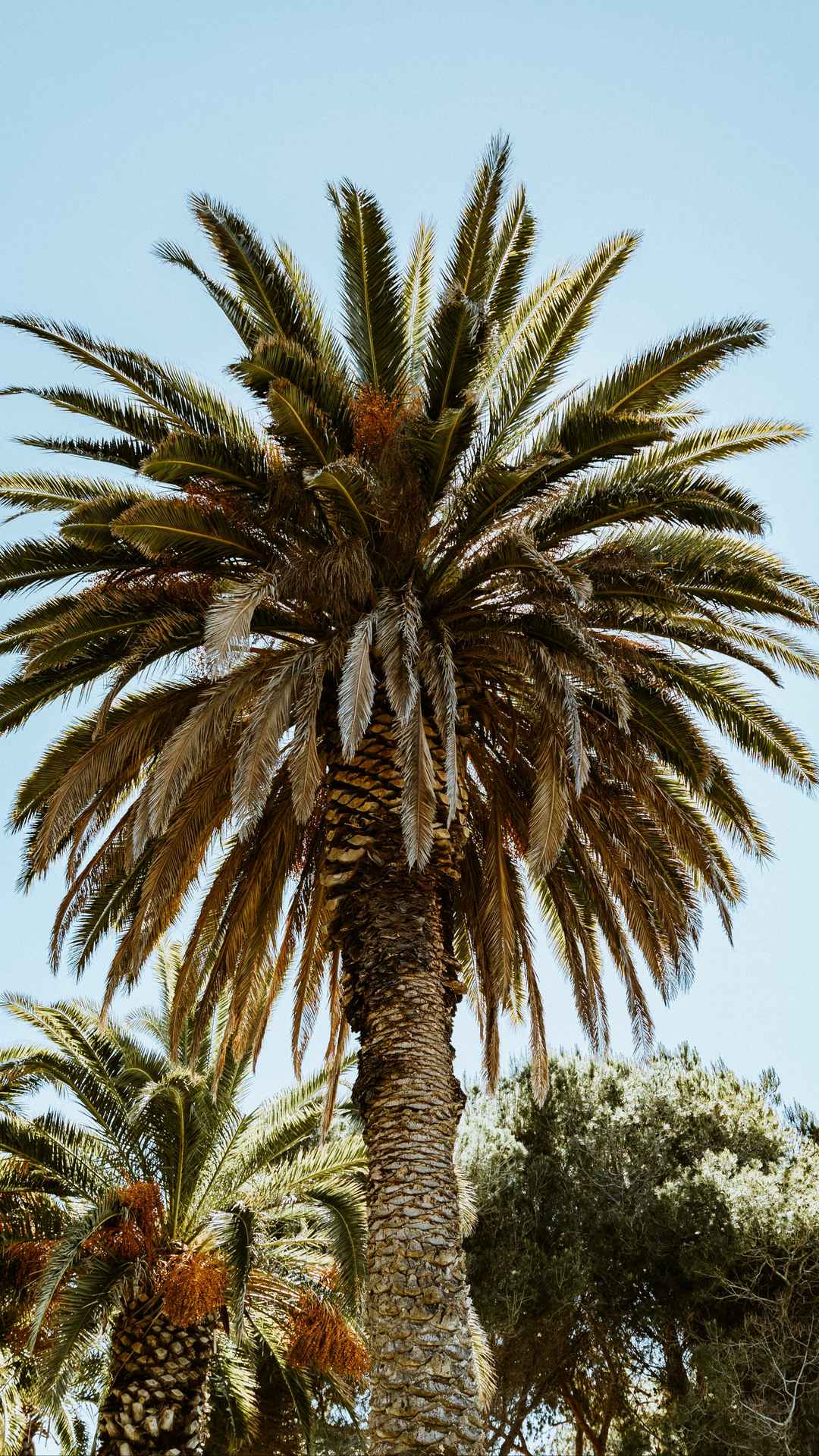 一颗棕榈树手机壁纸