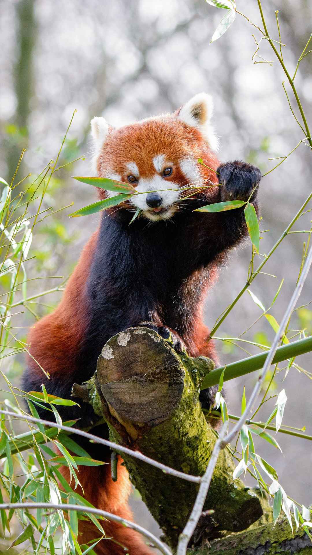 小熊猫调皮手机壁纸