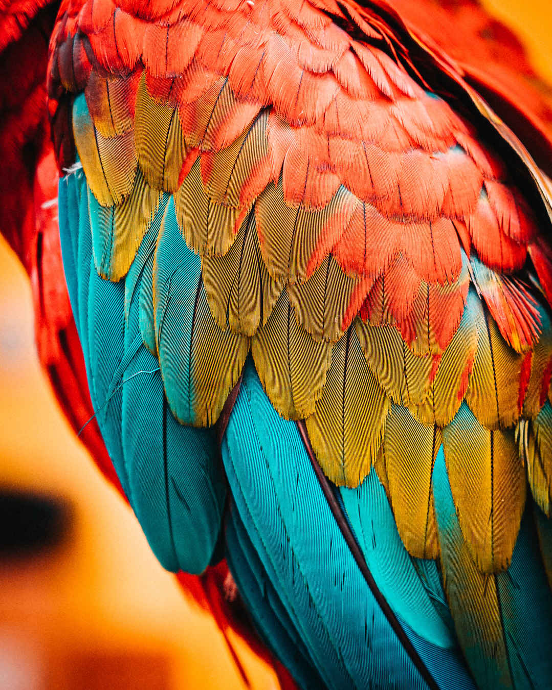 彩色羽毛金刚鹦鹉手机壁纸