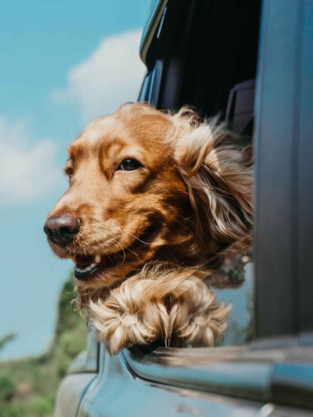 金毛寻回犬爬出车窗手机壁纸