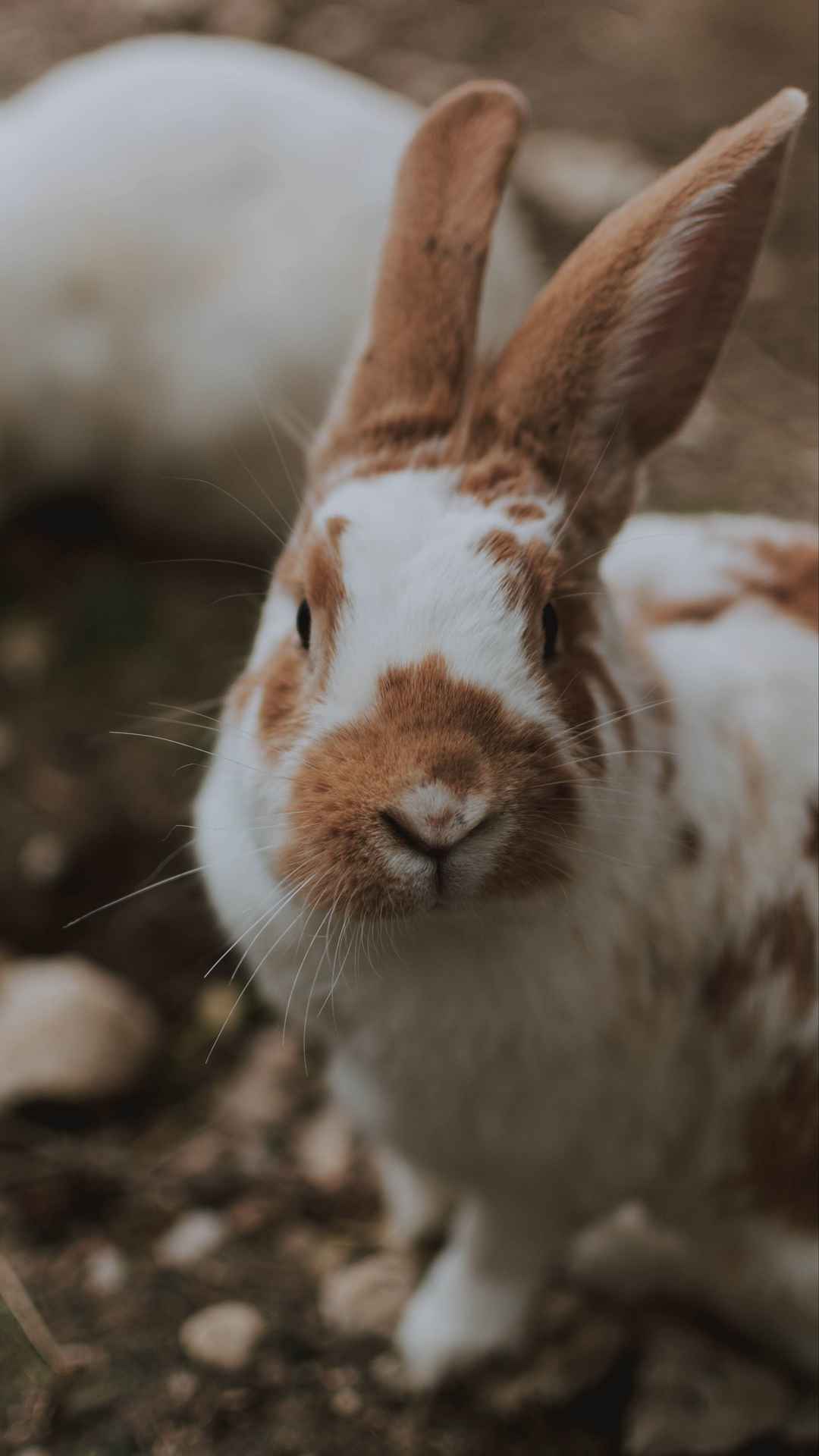 可爱的兔子手机壁纸