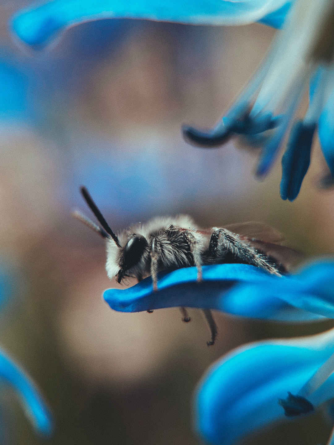 蓝色花瓣上的蜜蜂手机壁纸