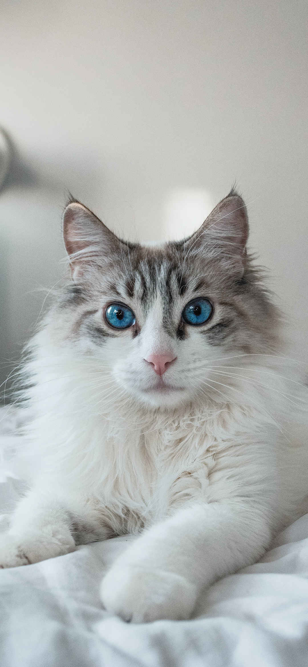 蓝眼睛猫咪手机壁纸