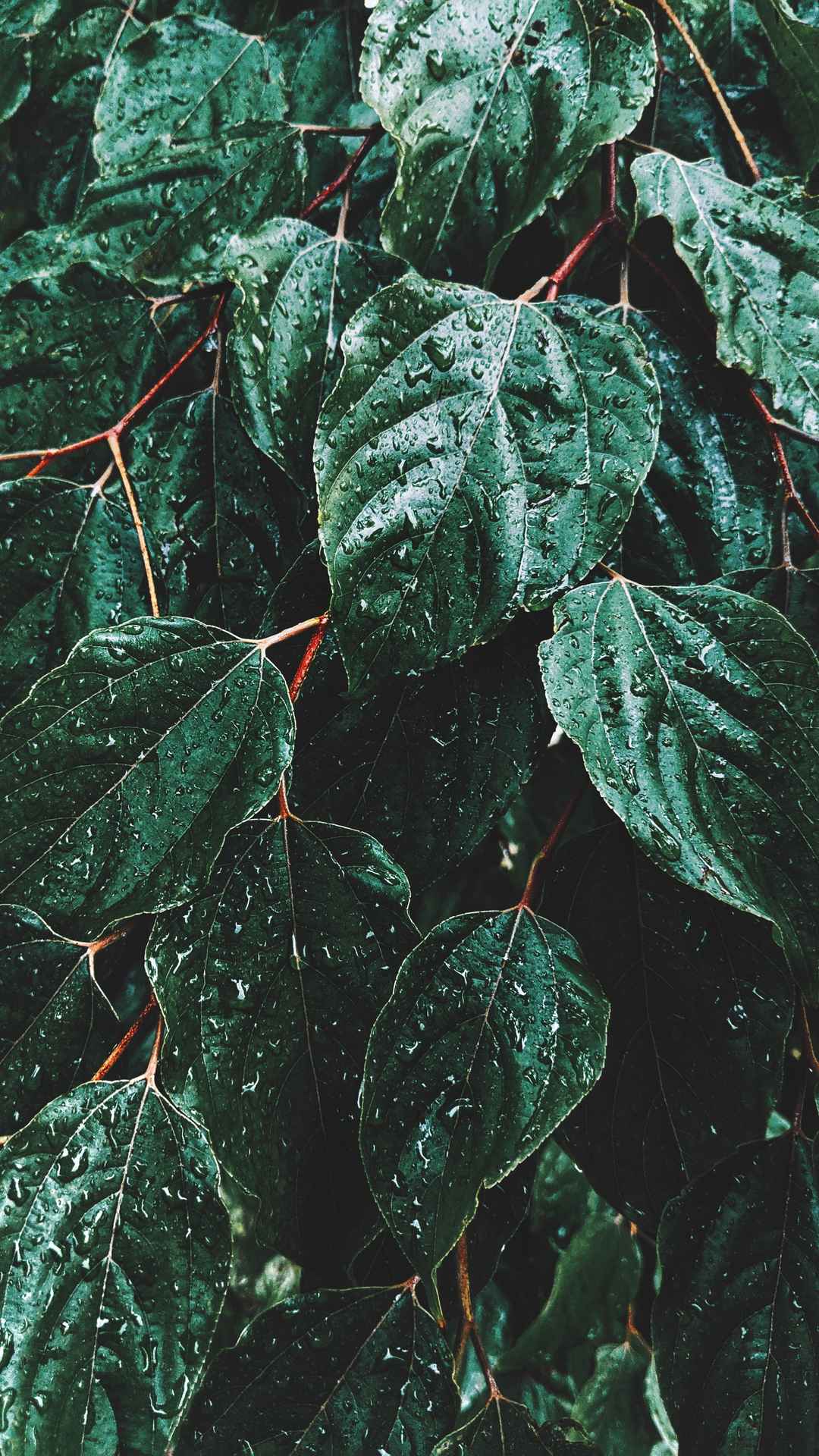 雨水打在绿叶上手机壁纸