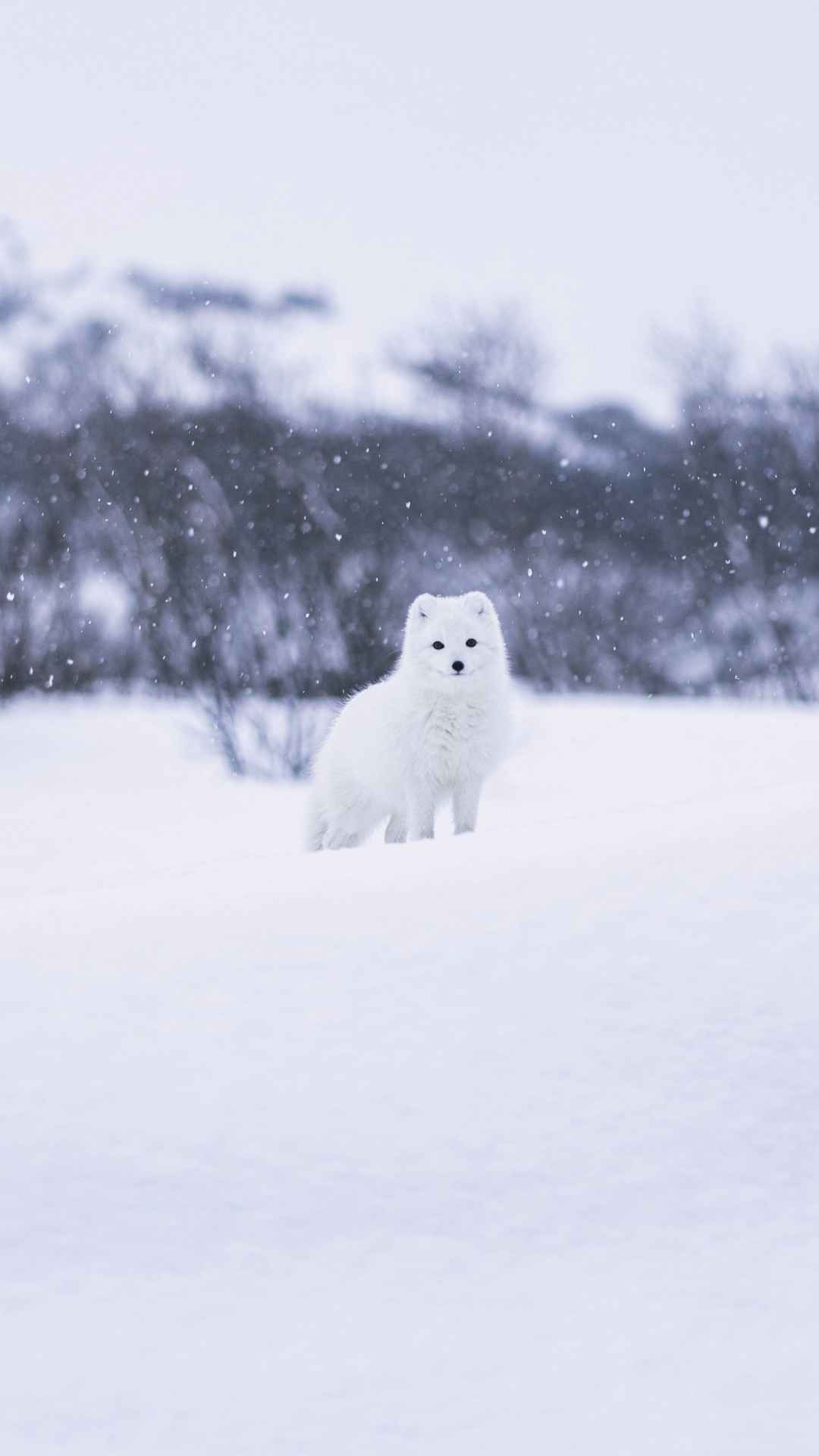 雪地里的小白狐手机壁纸