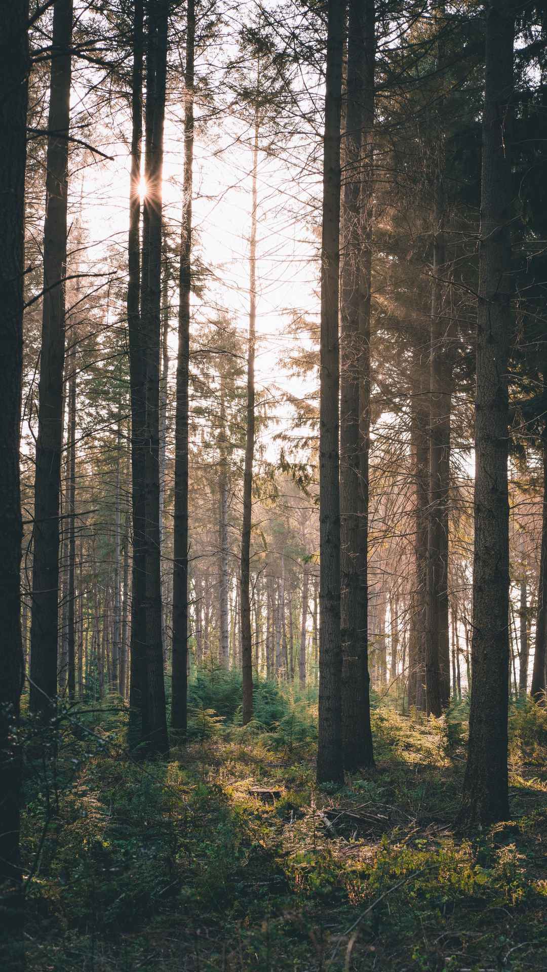 森林 阳光 灌木丛手机壁纸