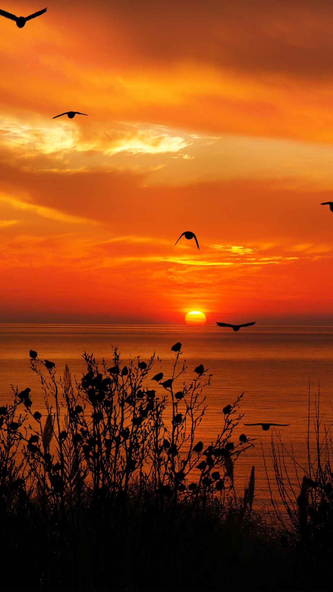 日落的海上飞鸟剪影手机壁纸