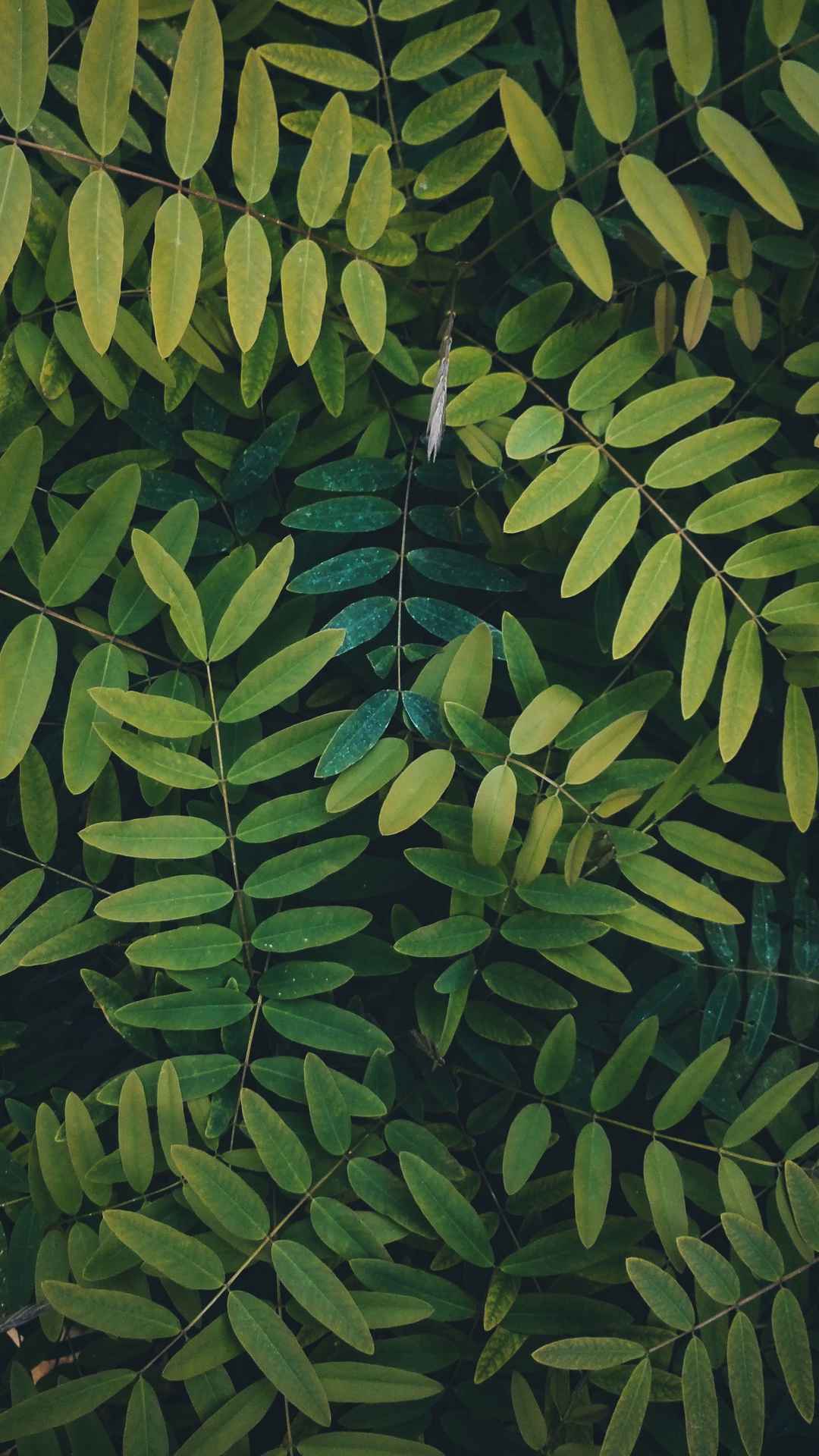植物绿叶手机壁纸