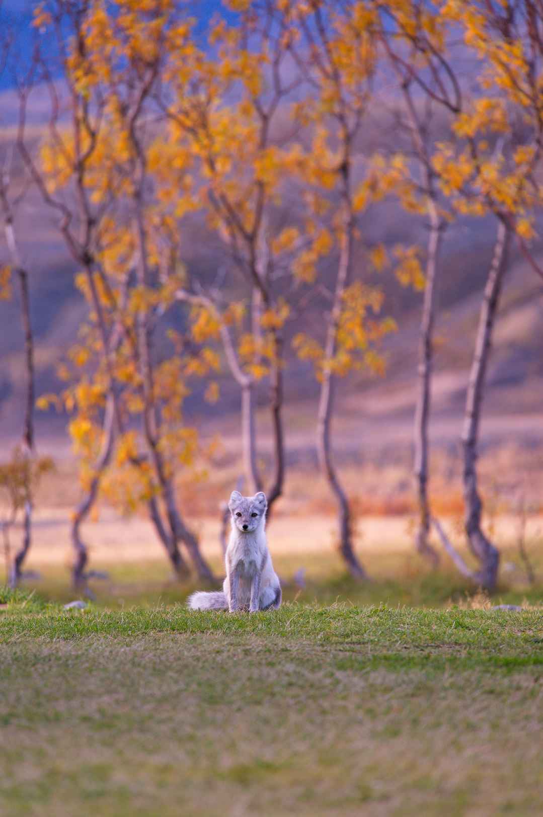 白狐坐在草地上手机壁纸
