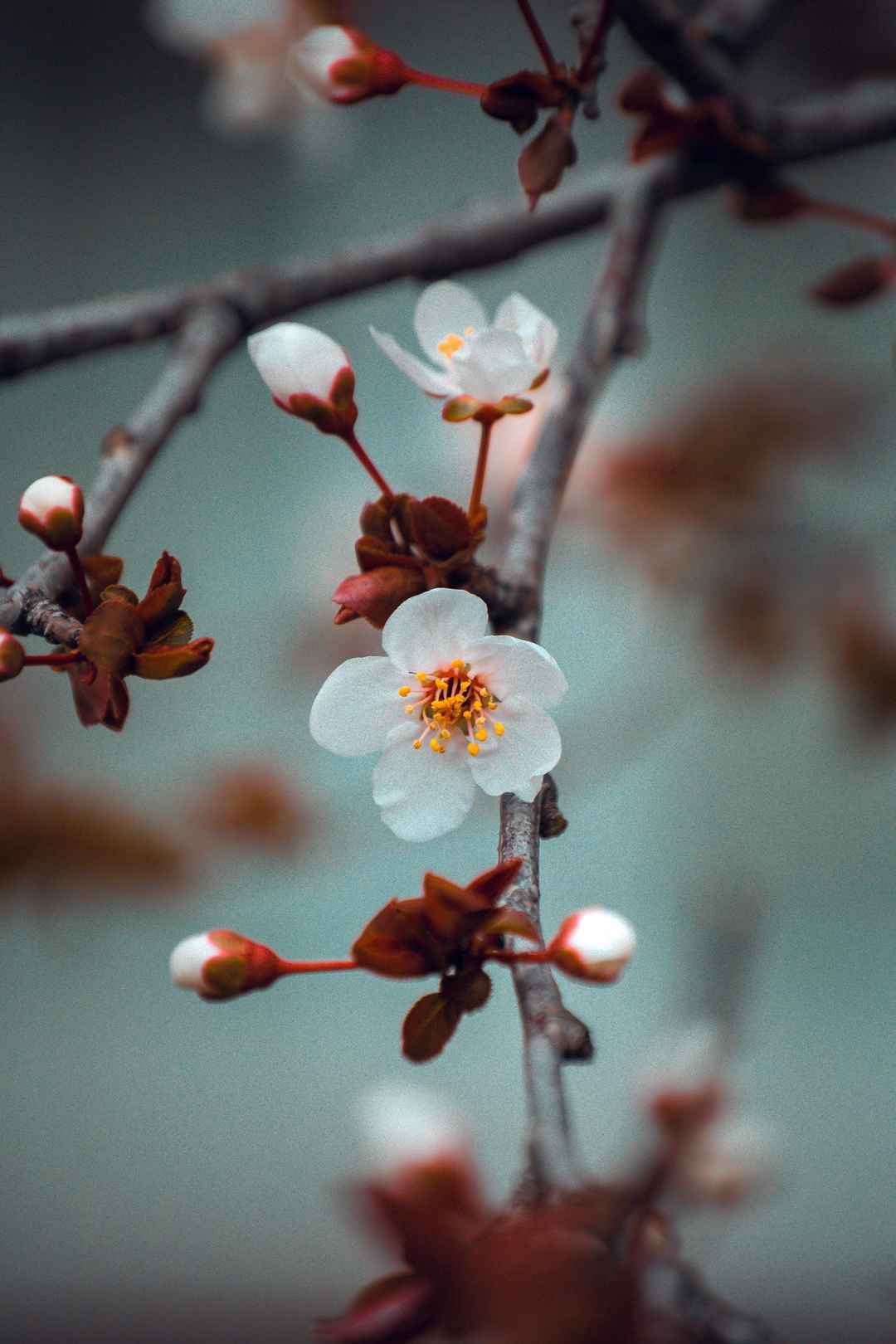 樱花树枝手机壁纸