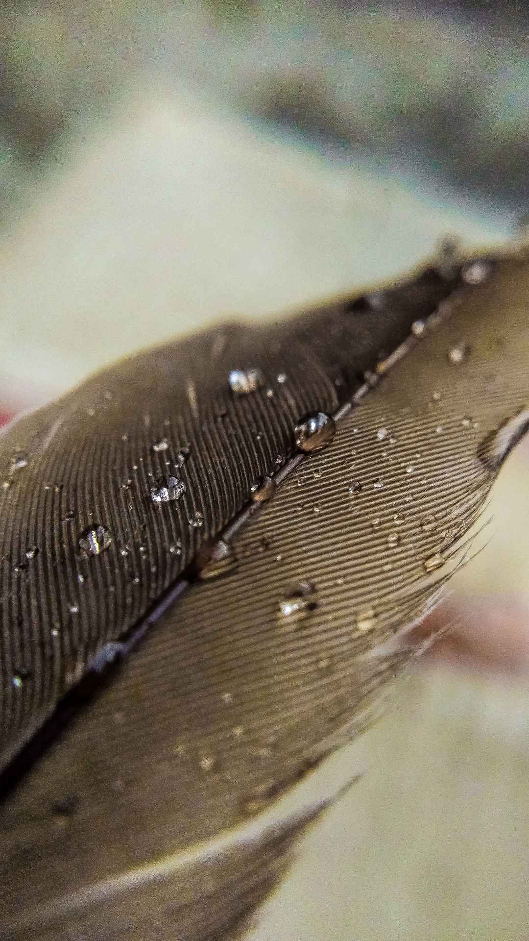 水珠粘在羽毛上手机壁纸