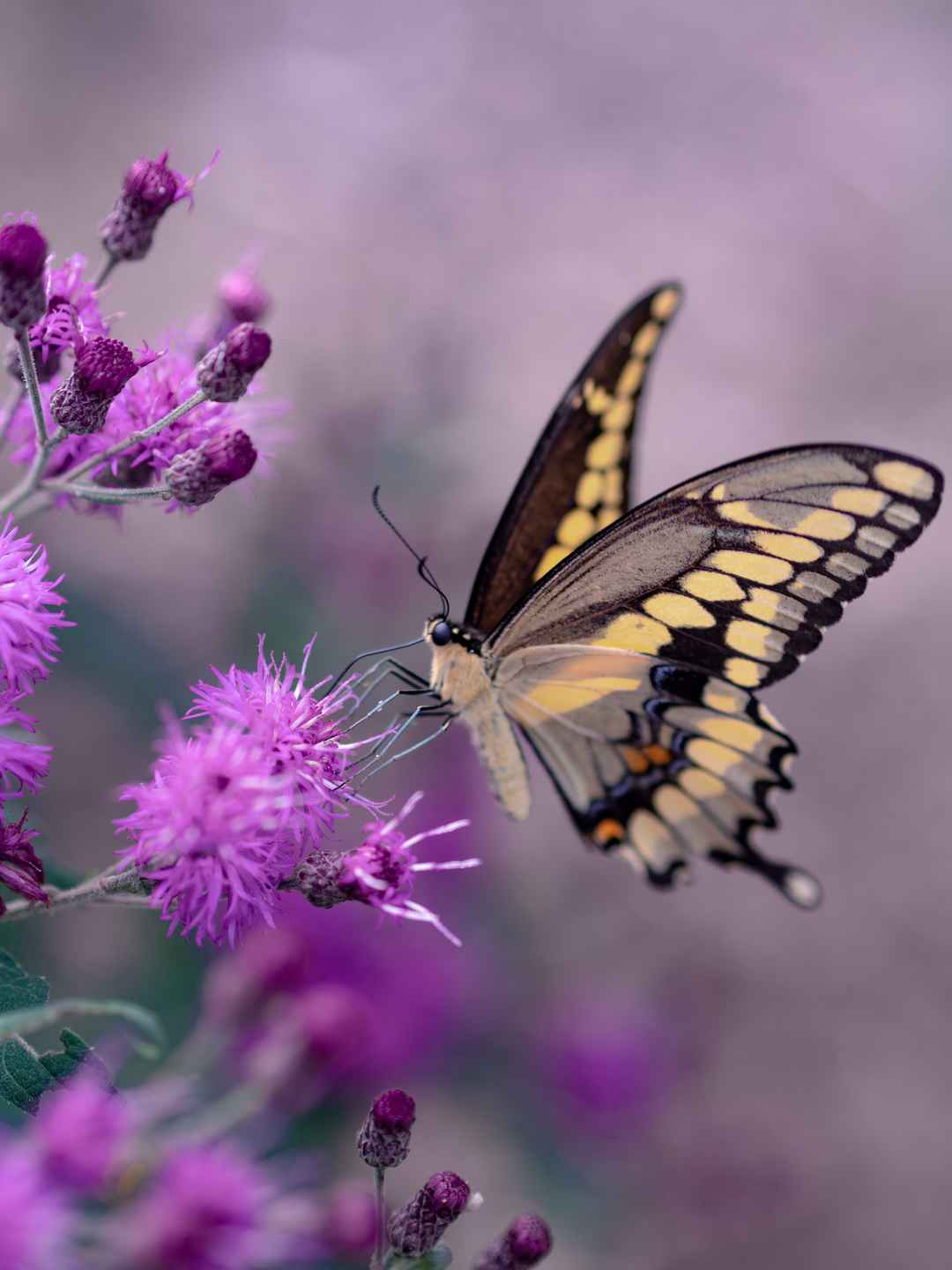 蝴蝶停在紫色花朵上壁纸