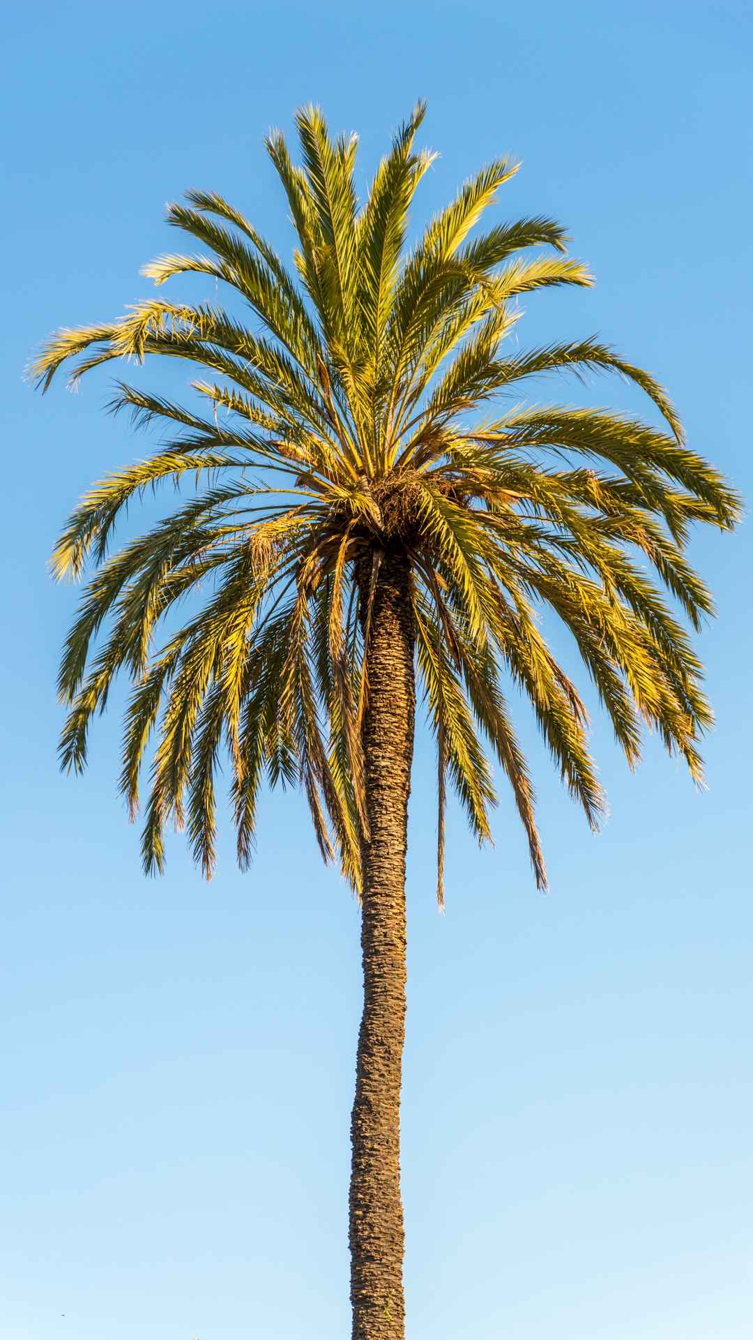 蓝天下一棵棕榈树手机壁纸