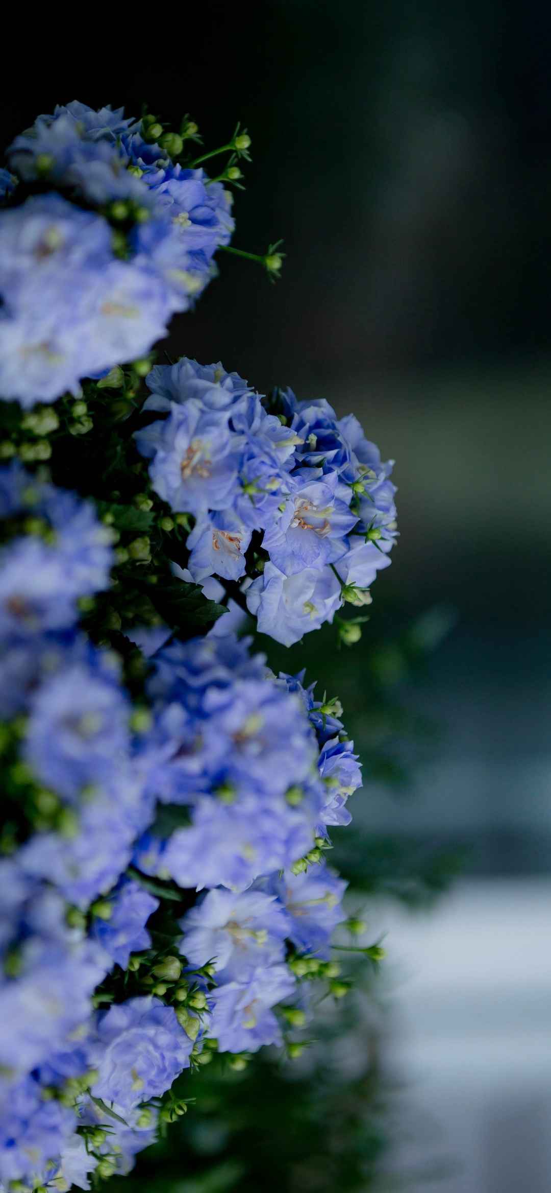 蓝色花朵横屏壁纸-