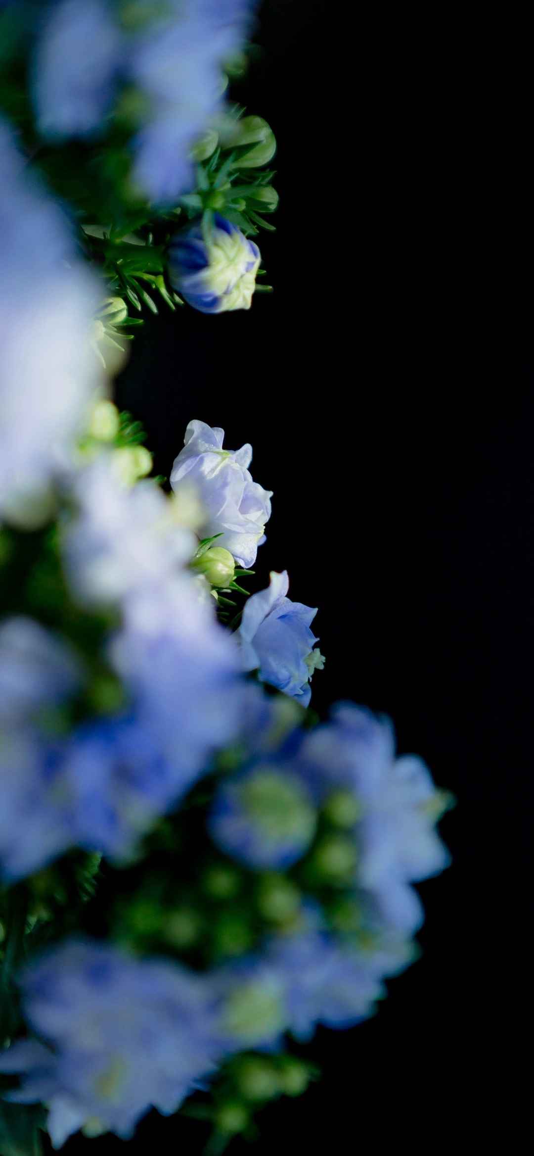 横屏蓝色背景一朵花图片-