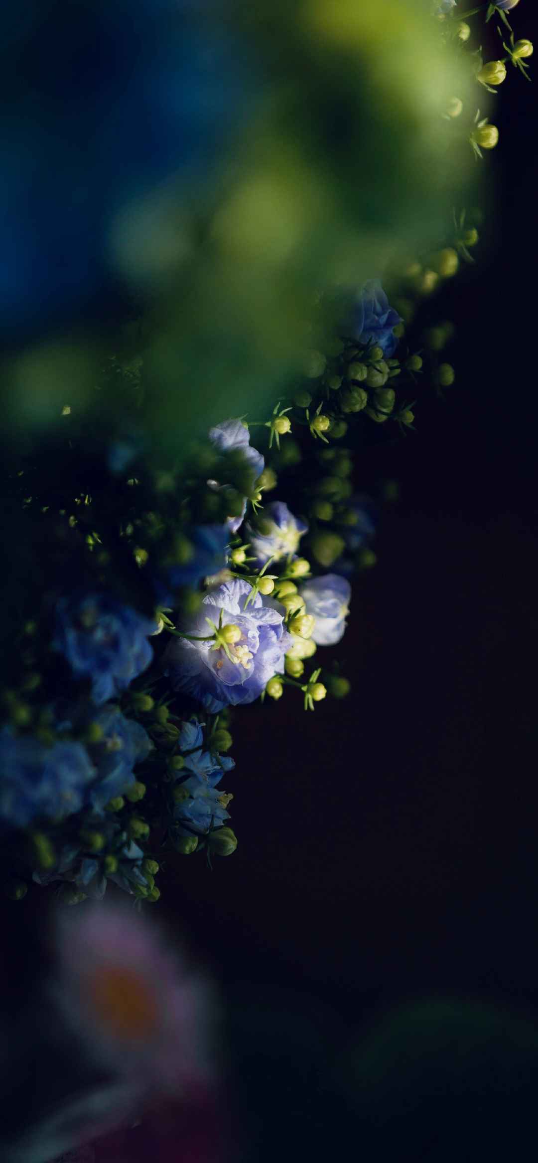 蓝色惊艳花朵竖屏壁纸-