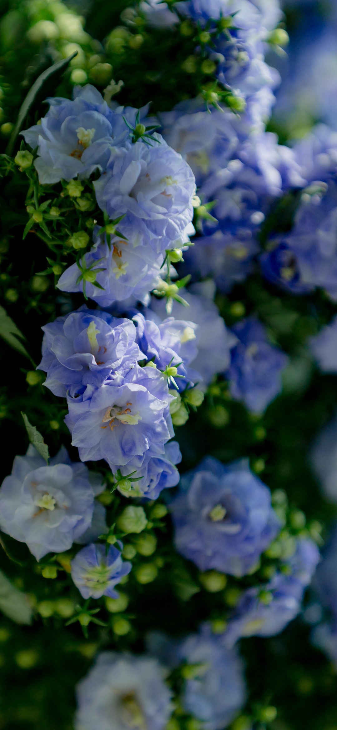 蓝色漂亮花朵风景壁纸