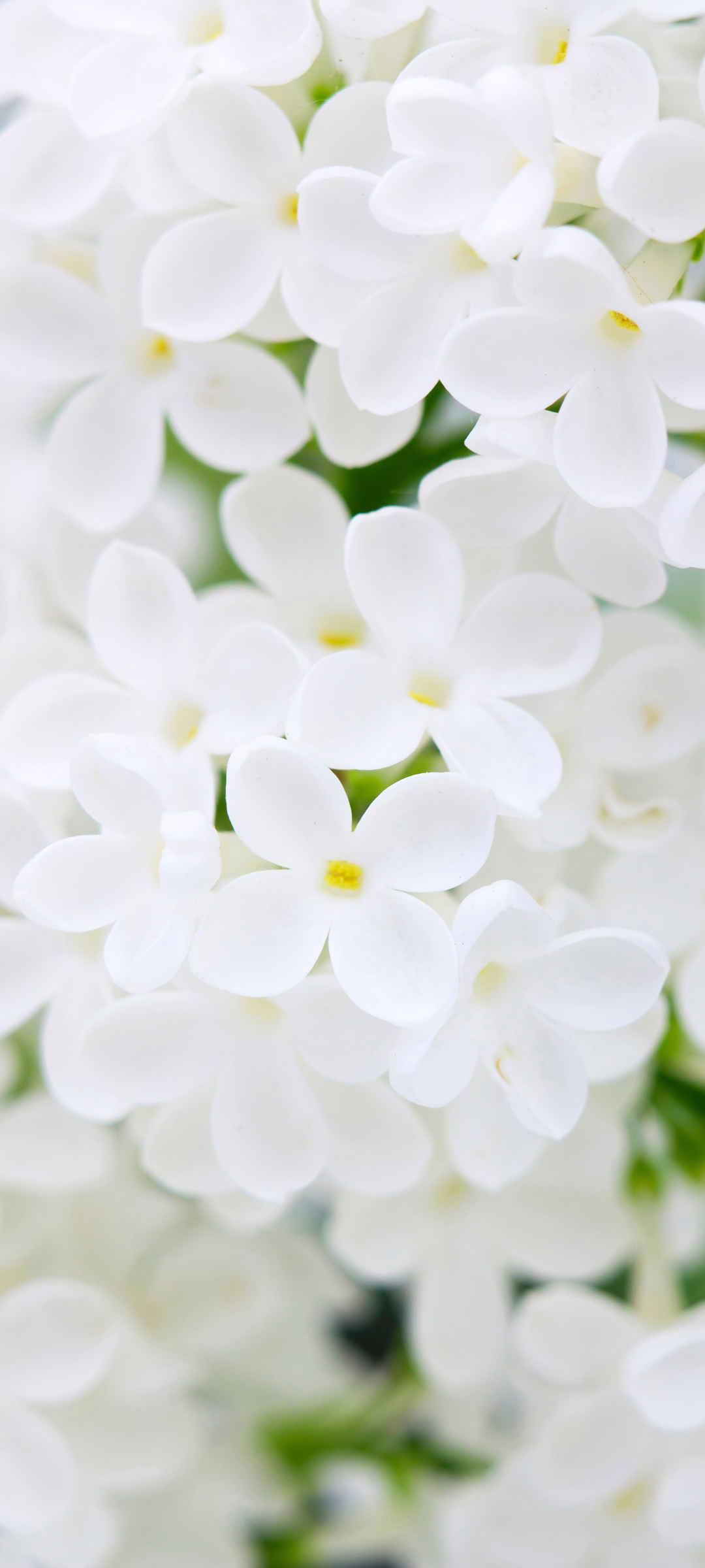 白色鲜花花瓣高清壁纸-
