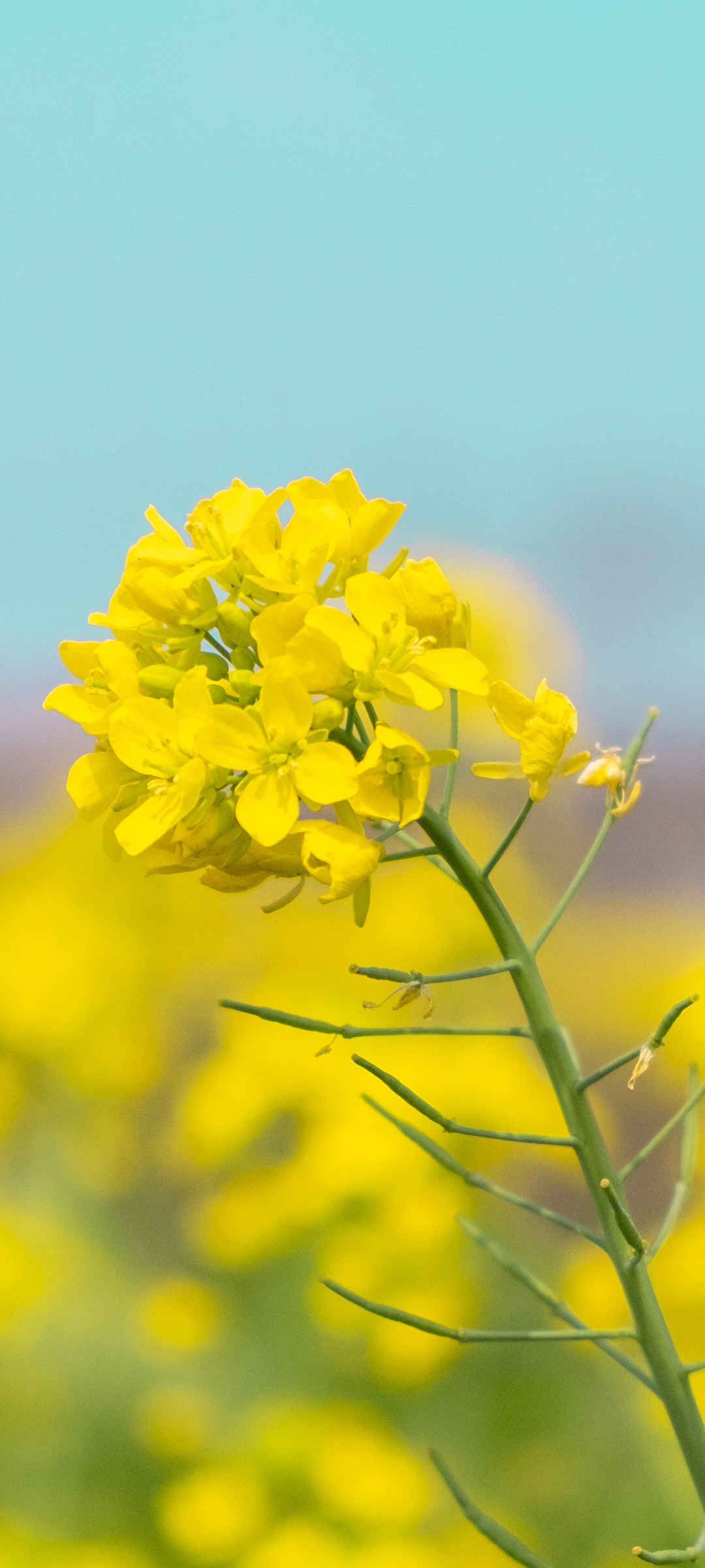 高清油菜花手机壁纸-