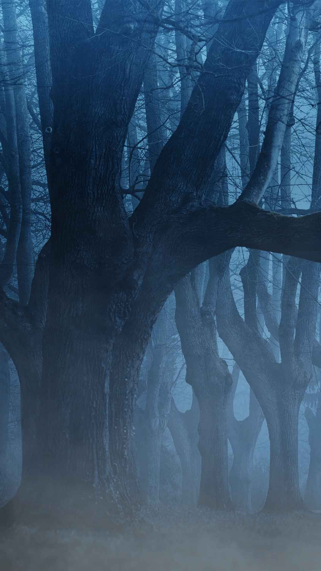 雾 树木 森林手机壁纸
