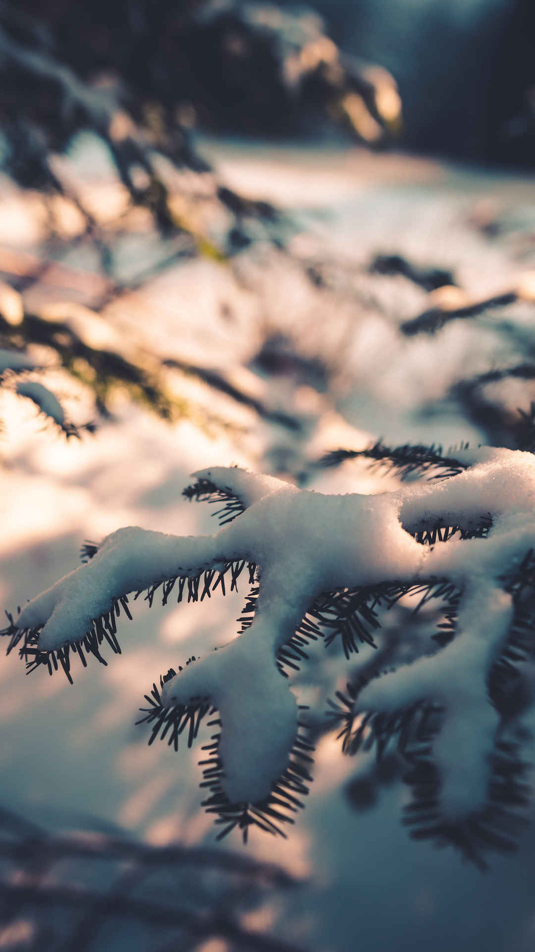 树枝上的雪手机壁纸