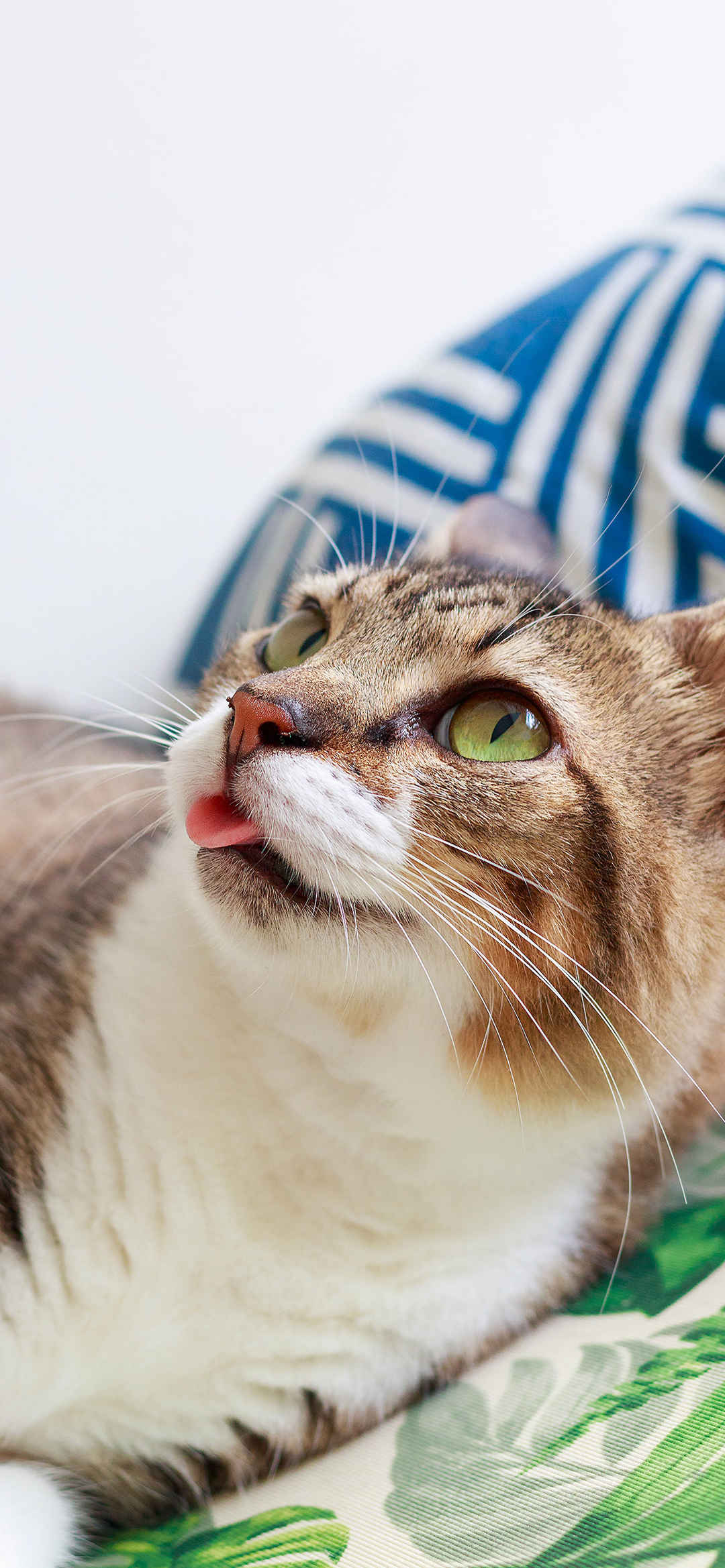 吐舌头的猫咪手机壁纸